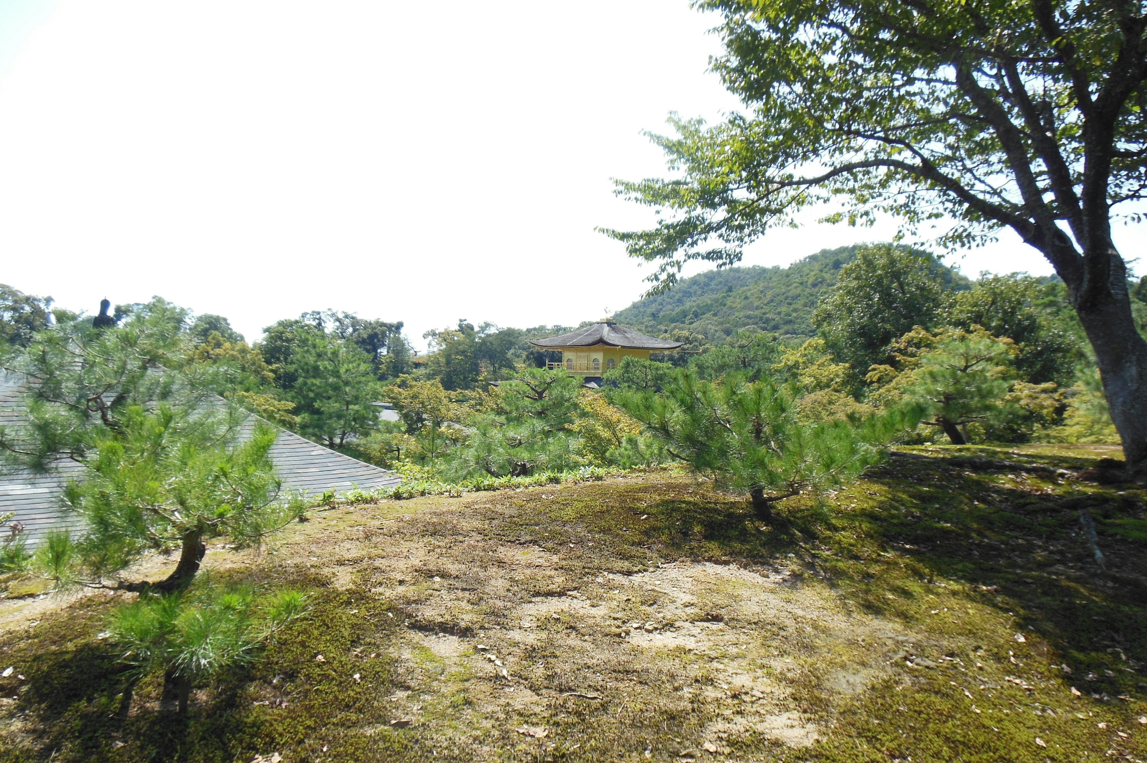 緑豊かな風景に点在する松の木と山々