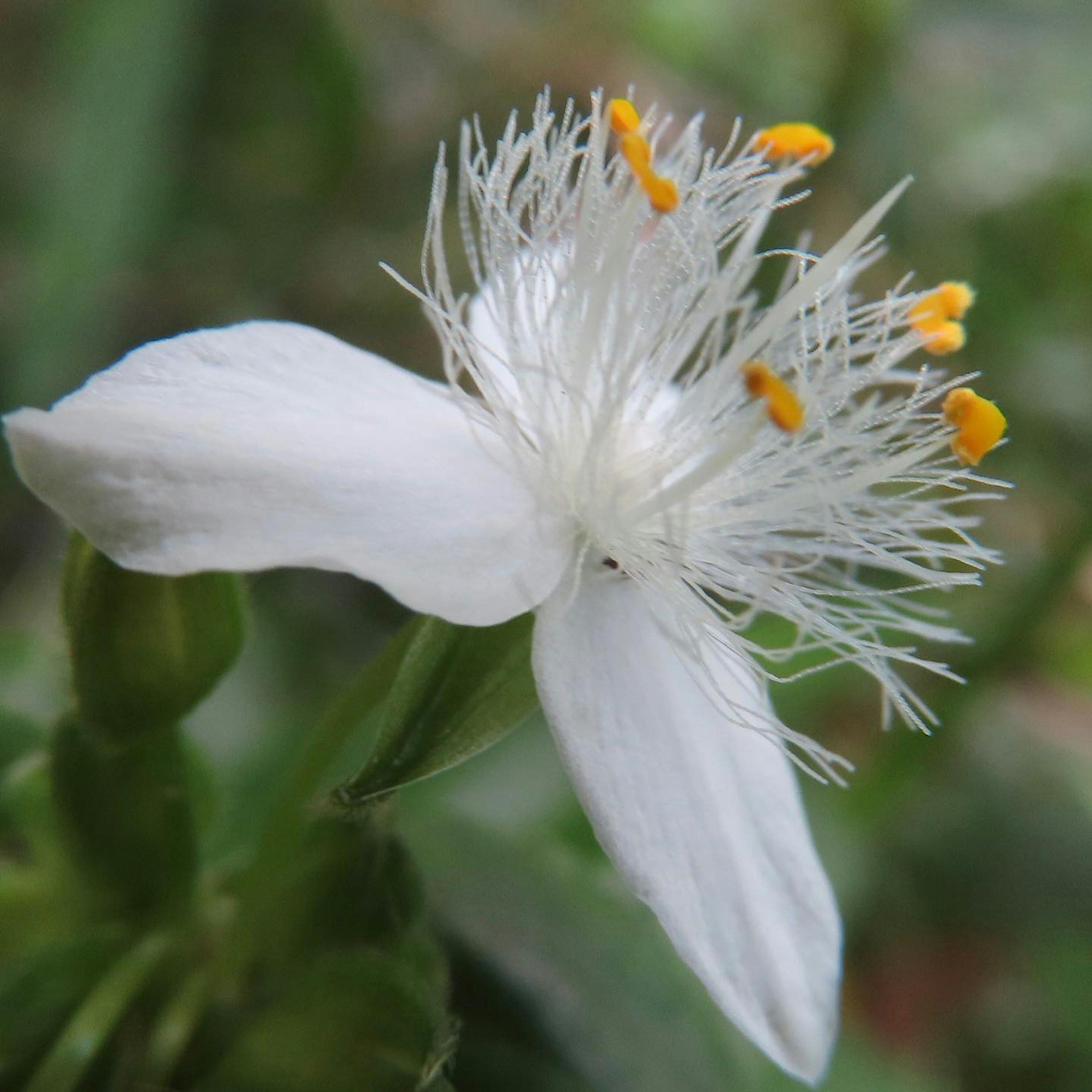 Un fiore bianco distintivo con stami gialli prominenti