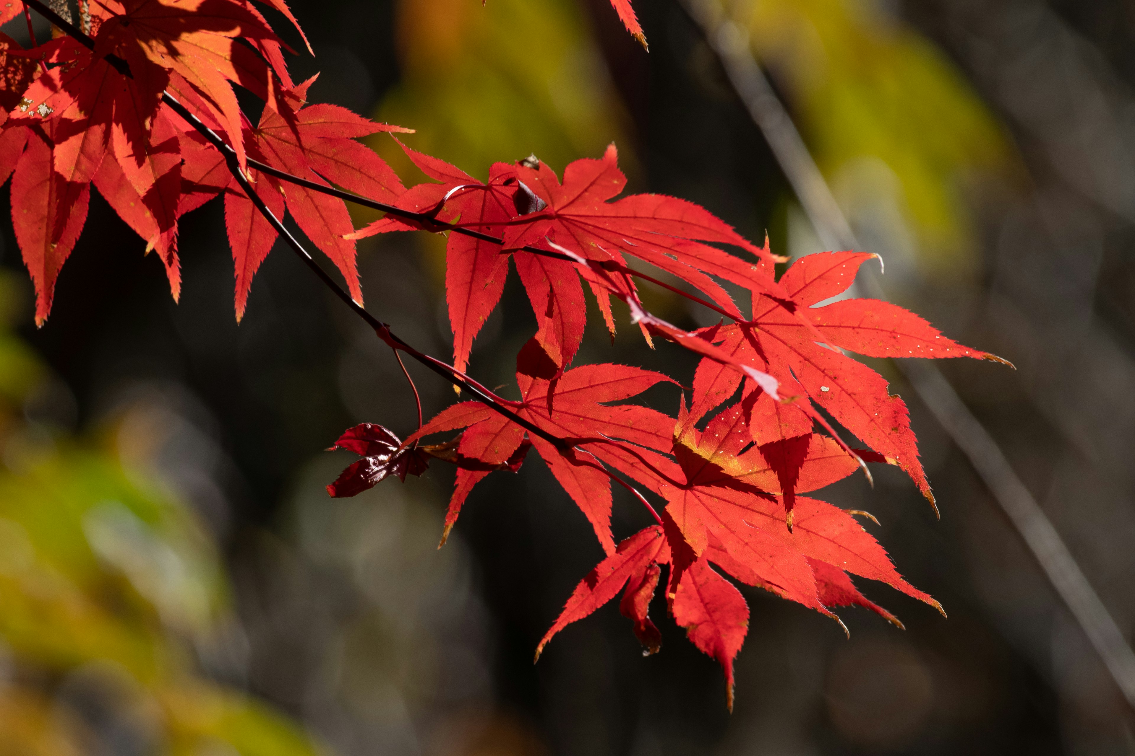 Lebendige rote Ahornblätter an einem Zweig, die die Schönheit des Herbstes zeigen