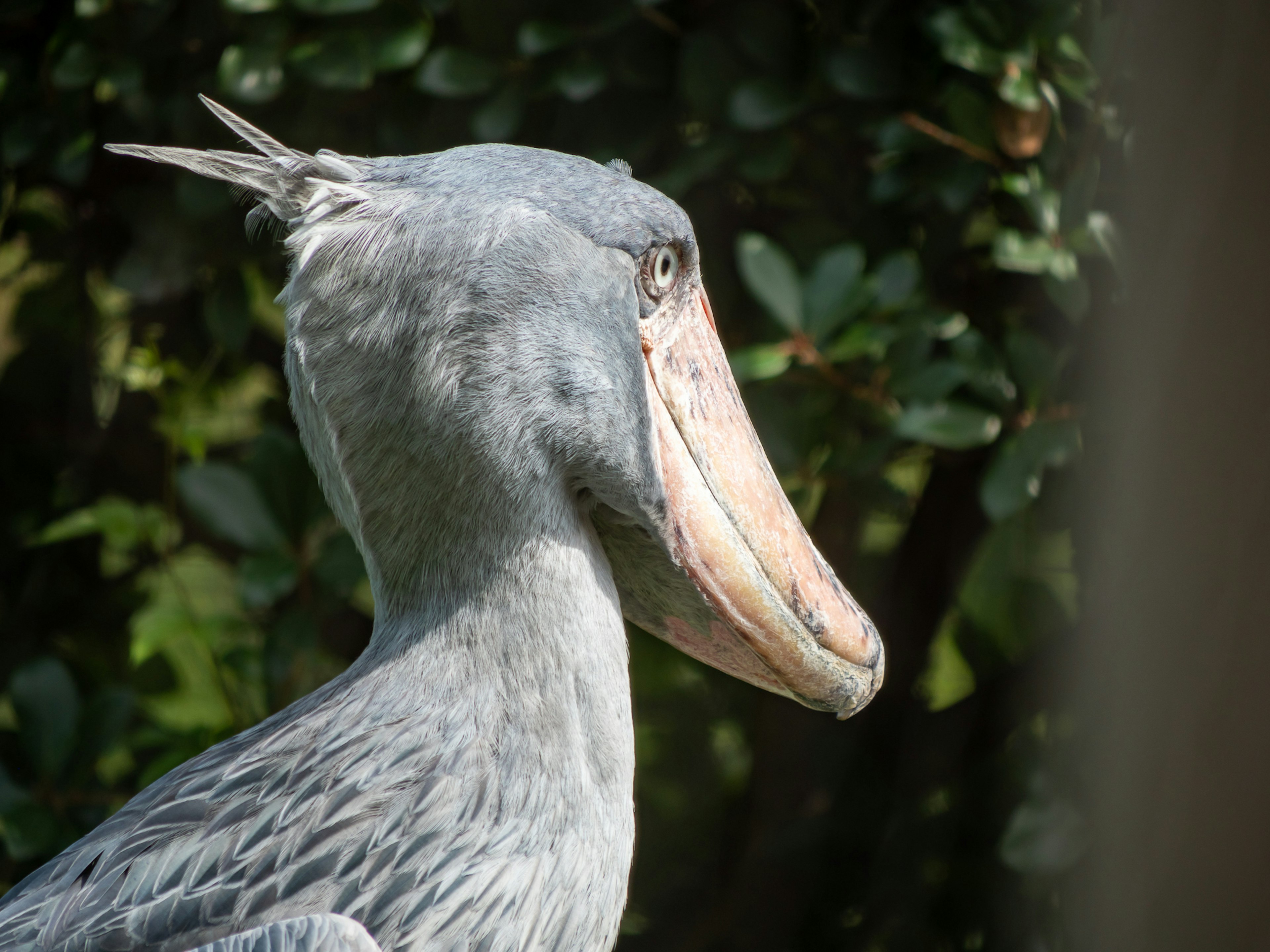 Side profile of a grey shoebill bird with a green background