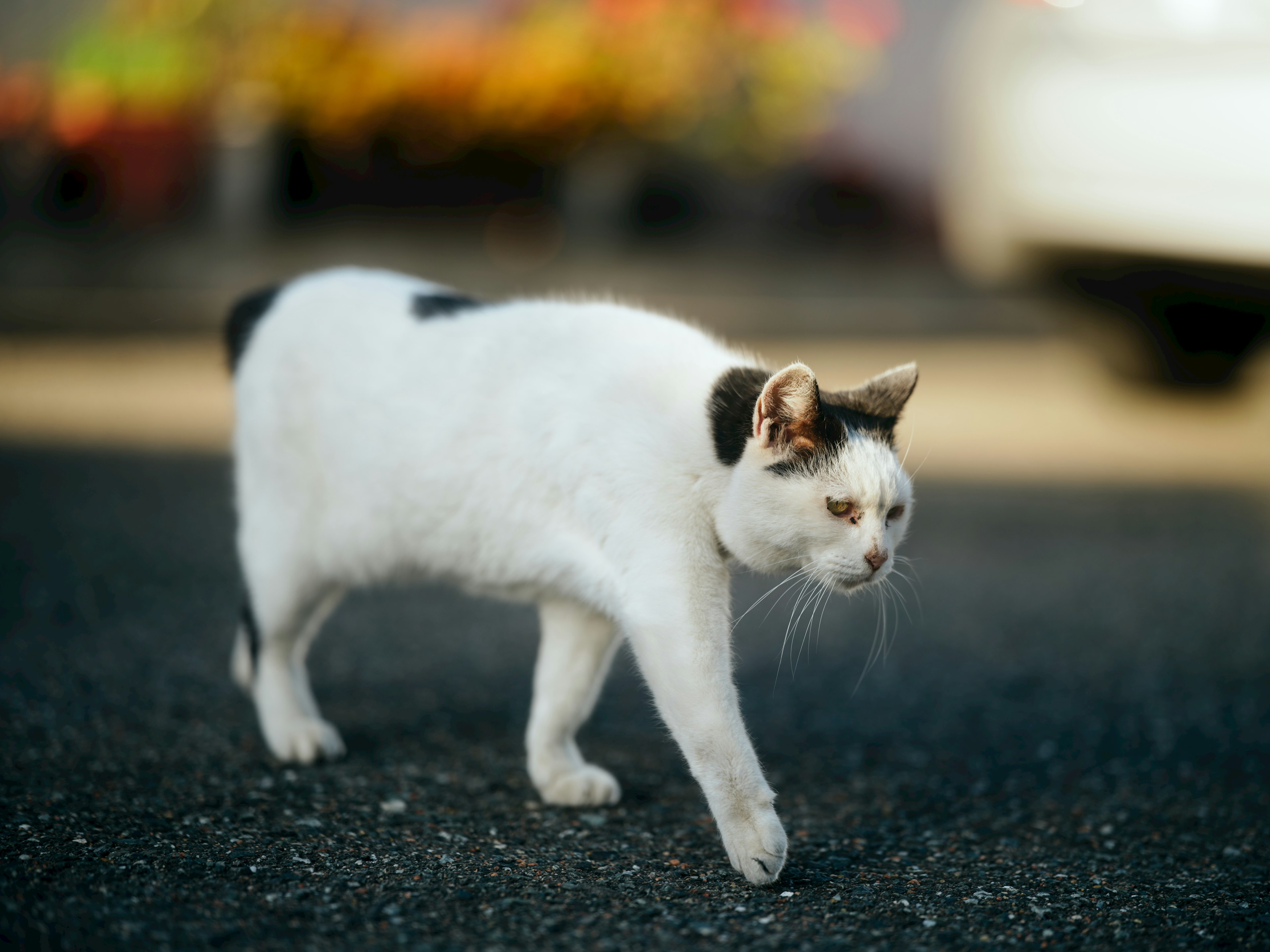 Un gatto bianco che cammina con uno sfondo di fiori colorati