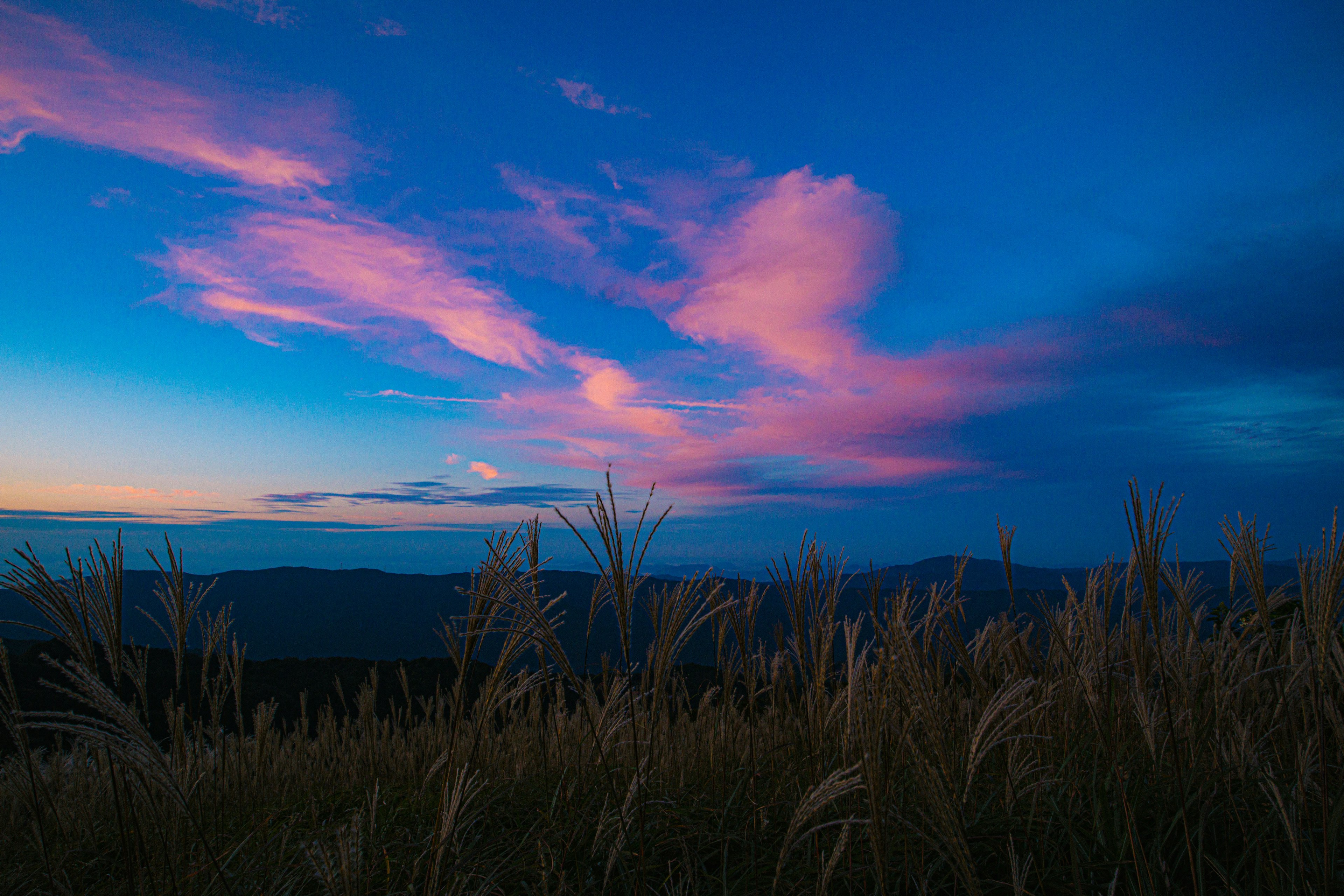 Ein Sonnenuntergangshimmel mit rosa Wolken und hohem Gras im Vordergrund