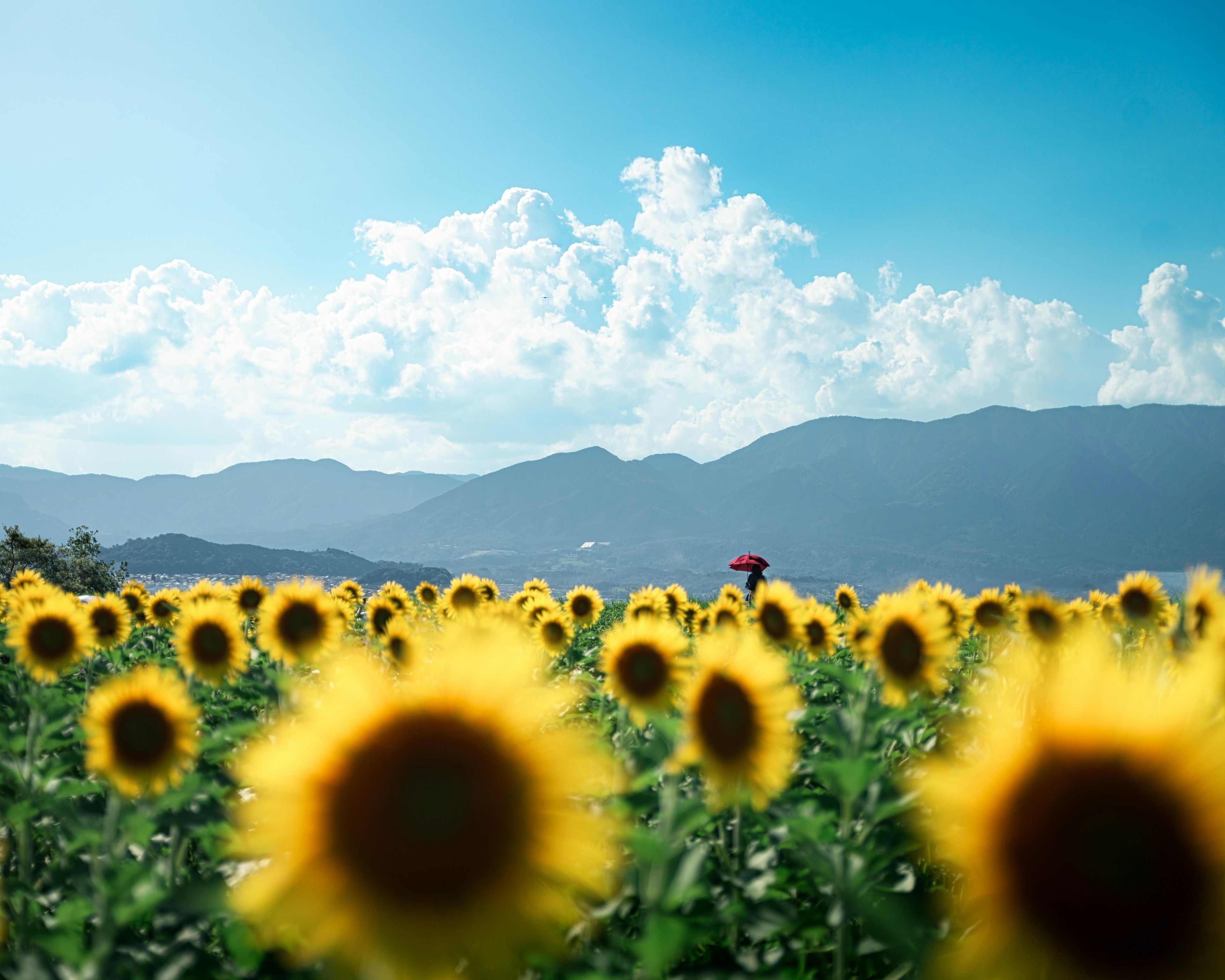 Campo di girasoli sotto un cielo blu con montagne in lontananza