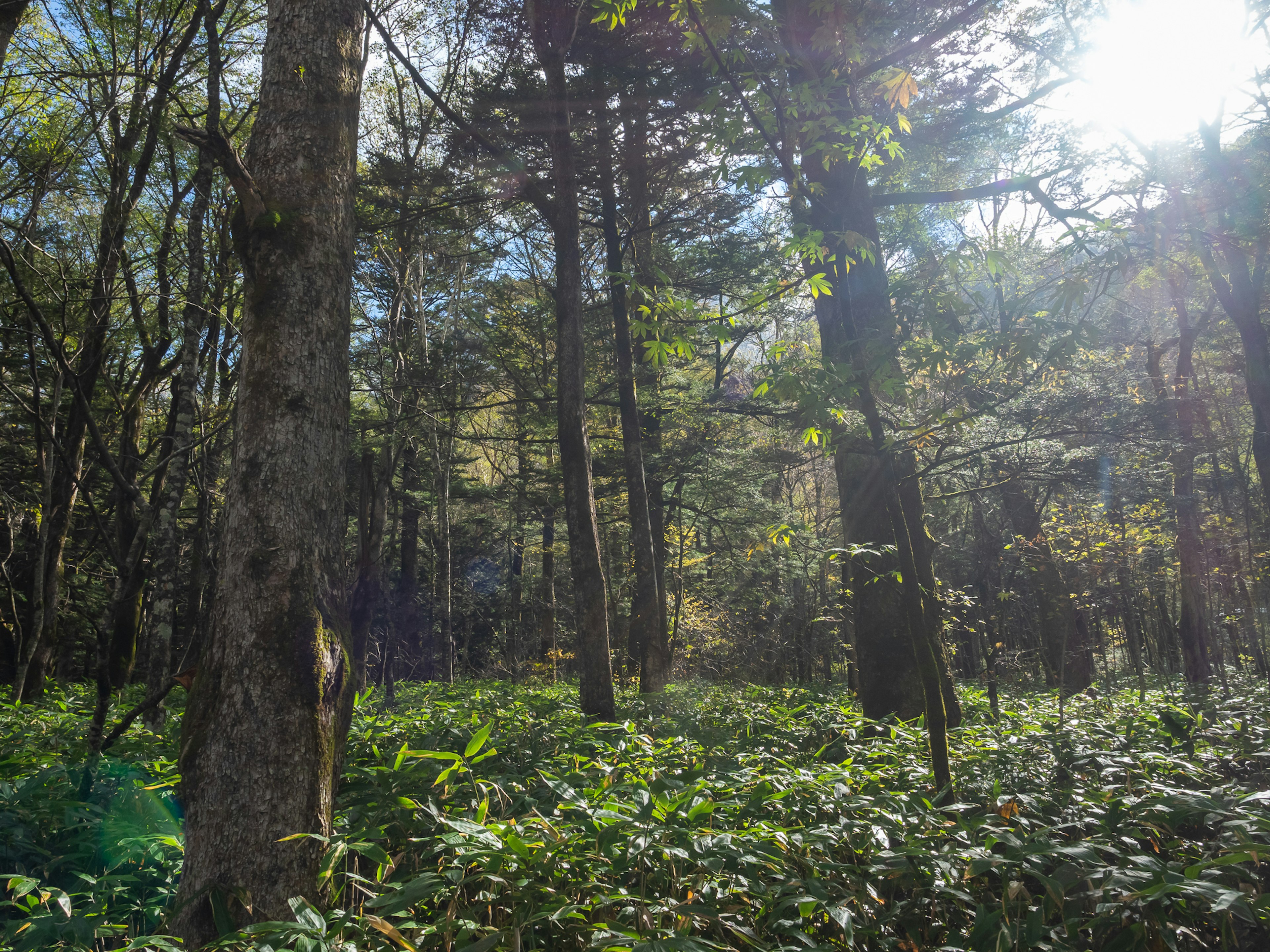 Árboles altos en un bosque exuberante con luz suave filtrándose