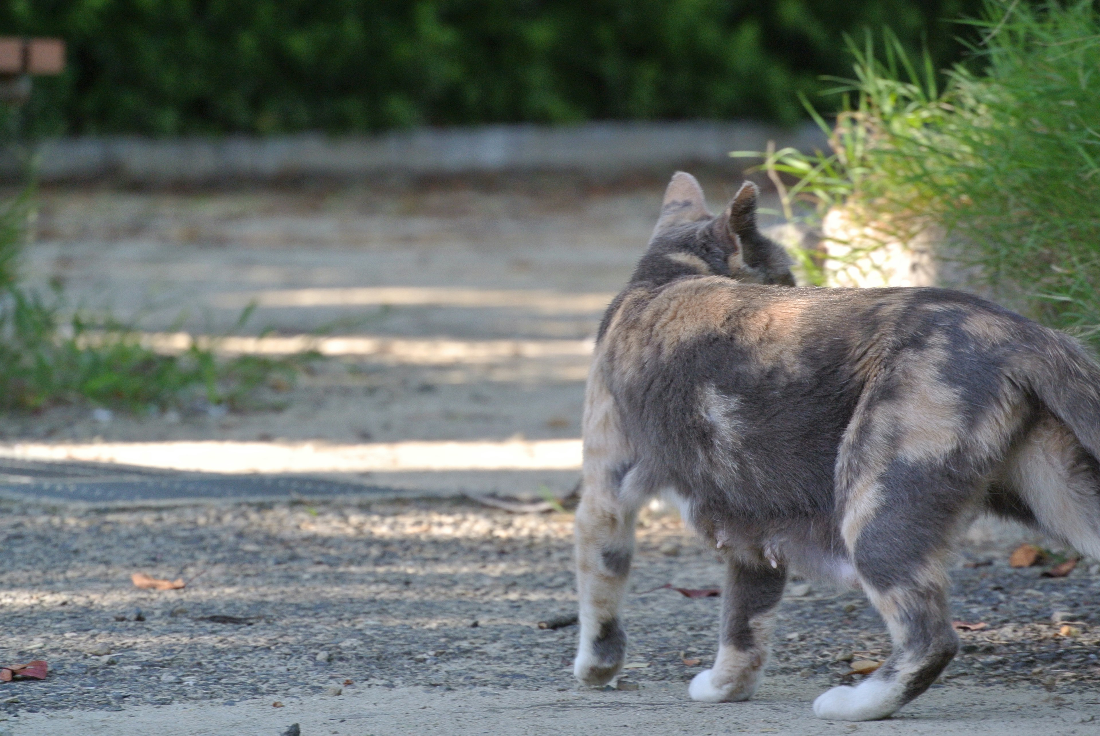 Un gato caminando por un camino desde atrás