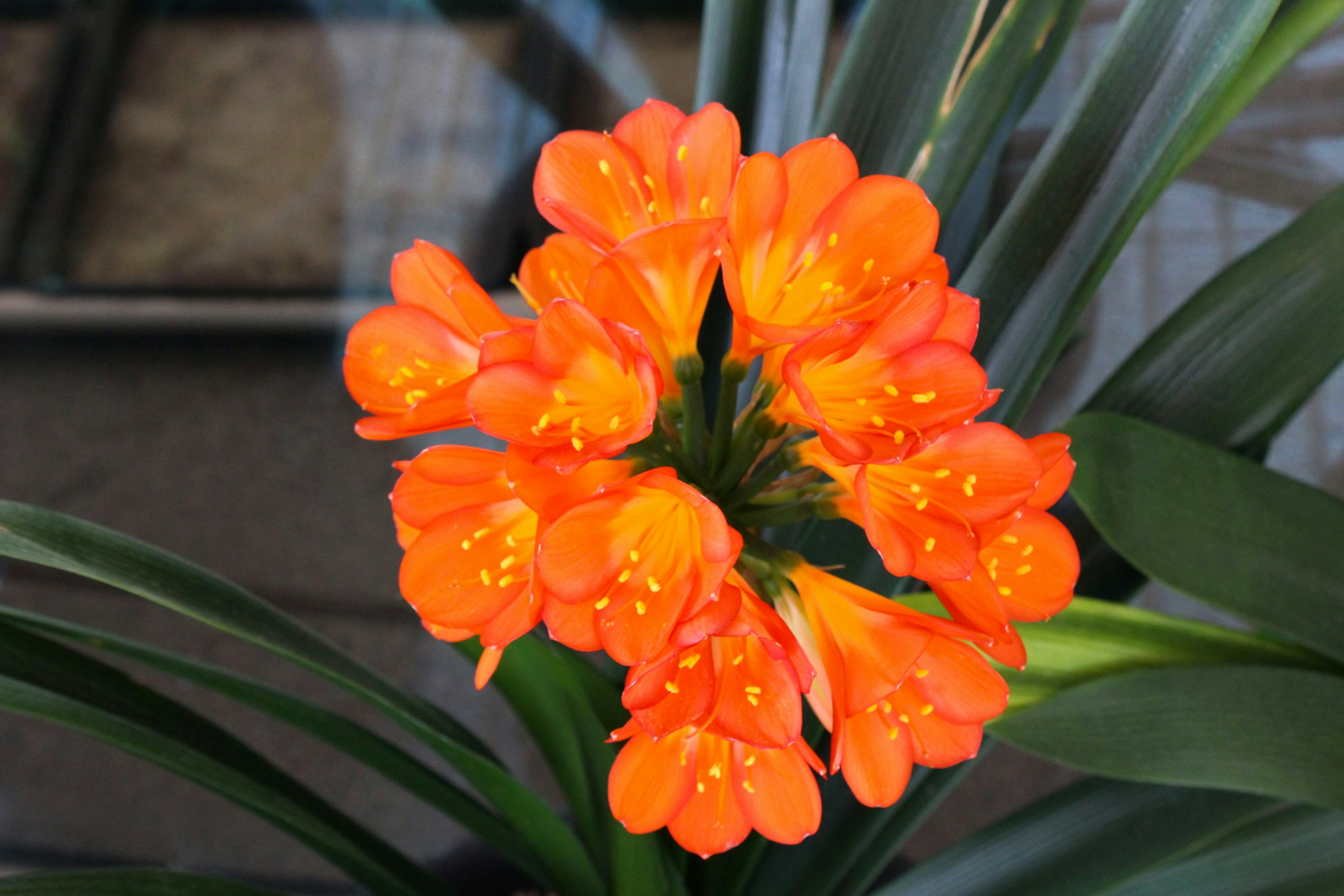 Un gruppo di fiori arancioni vivaci di Clivia in fiore