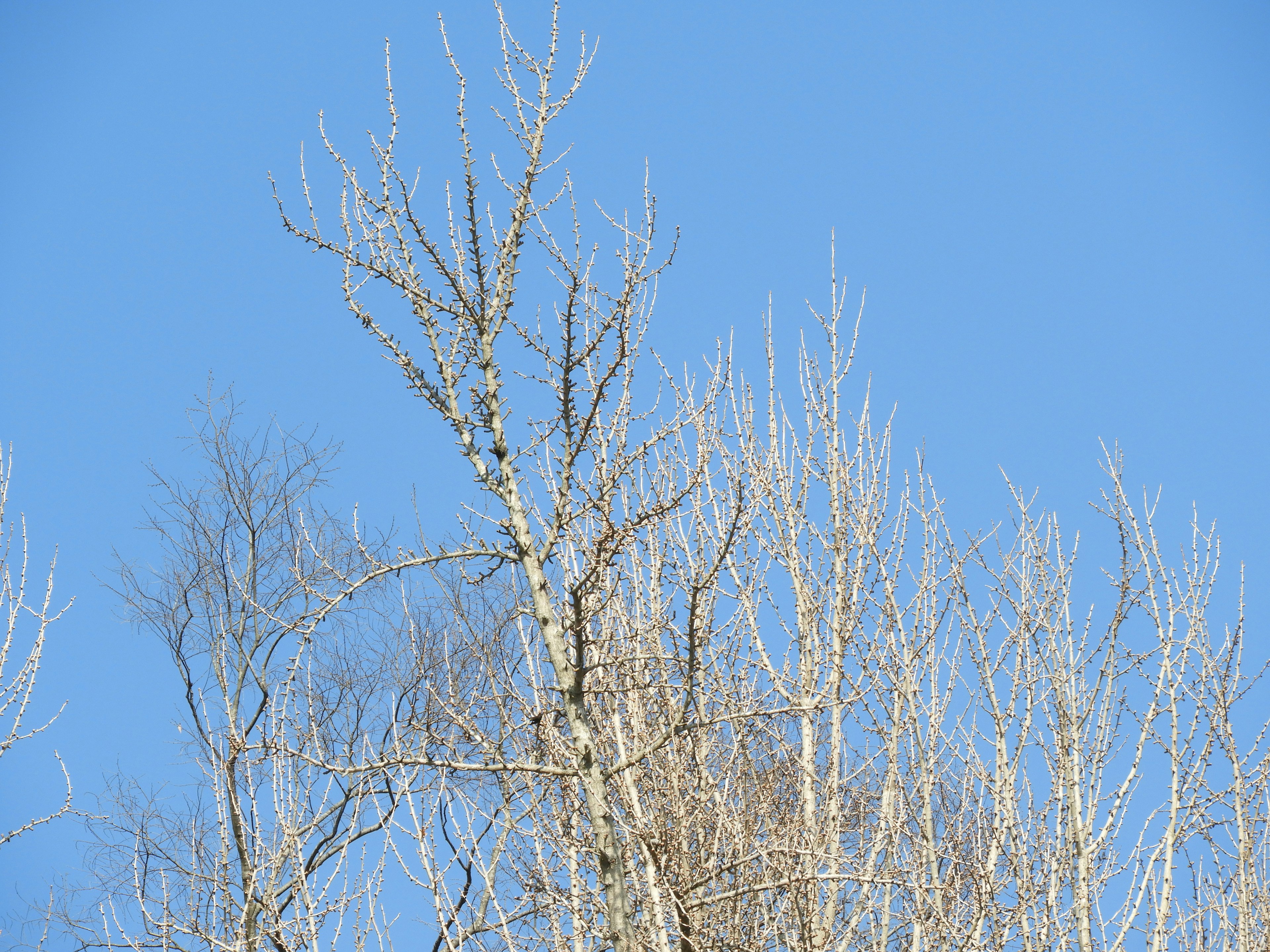 Ramas de árboles desnudos que se dirigen hacia un cielo azul claro