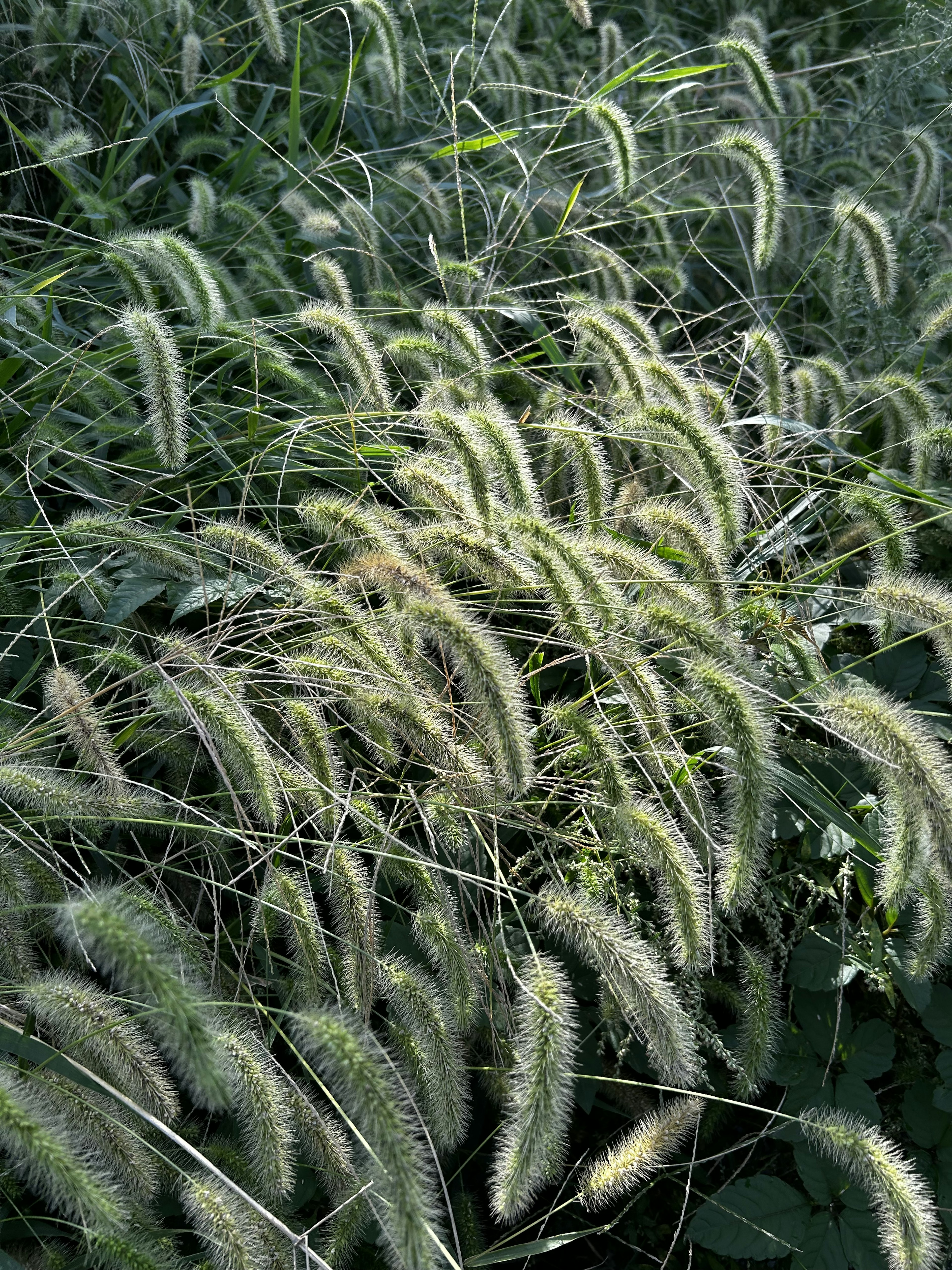 Image featuring clusters of slender grass spikes against a green background