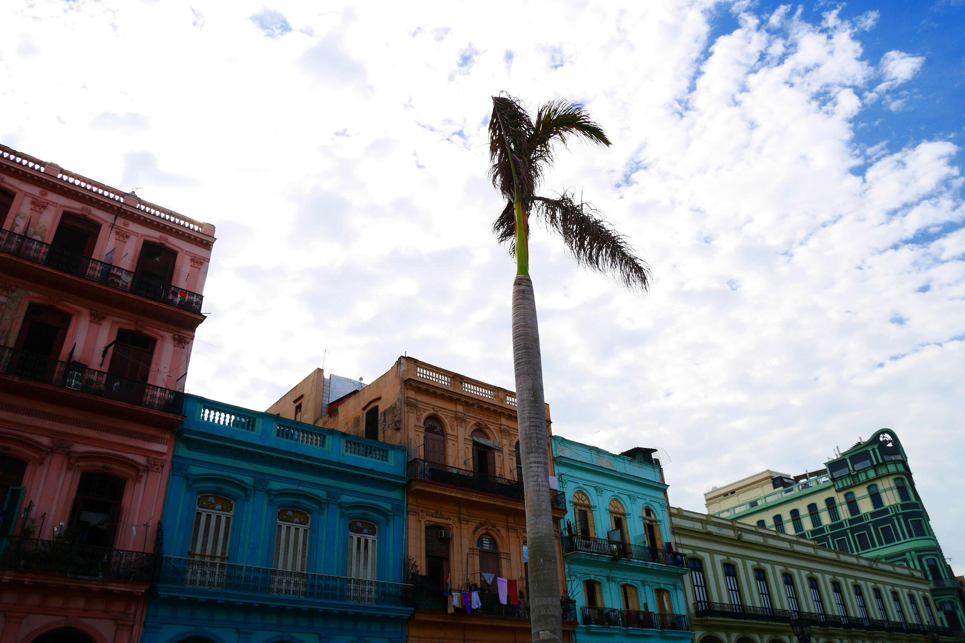 Bunte Gebäude und eine hohe Palme in Havanna