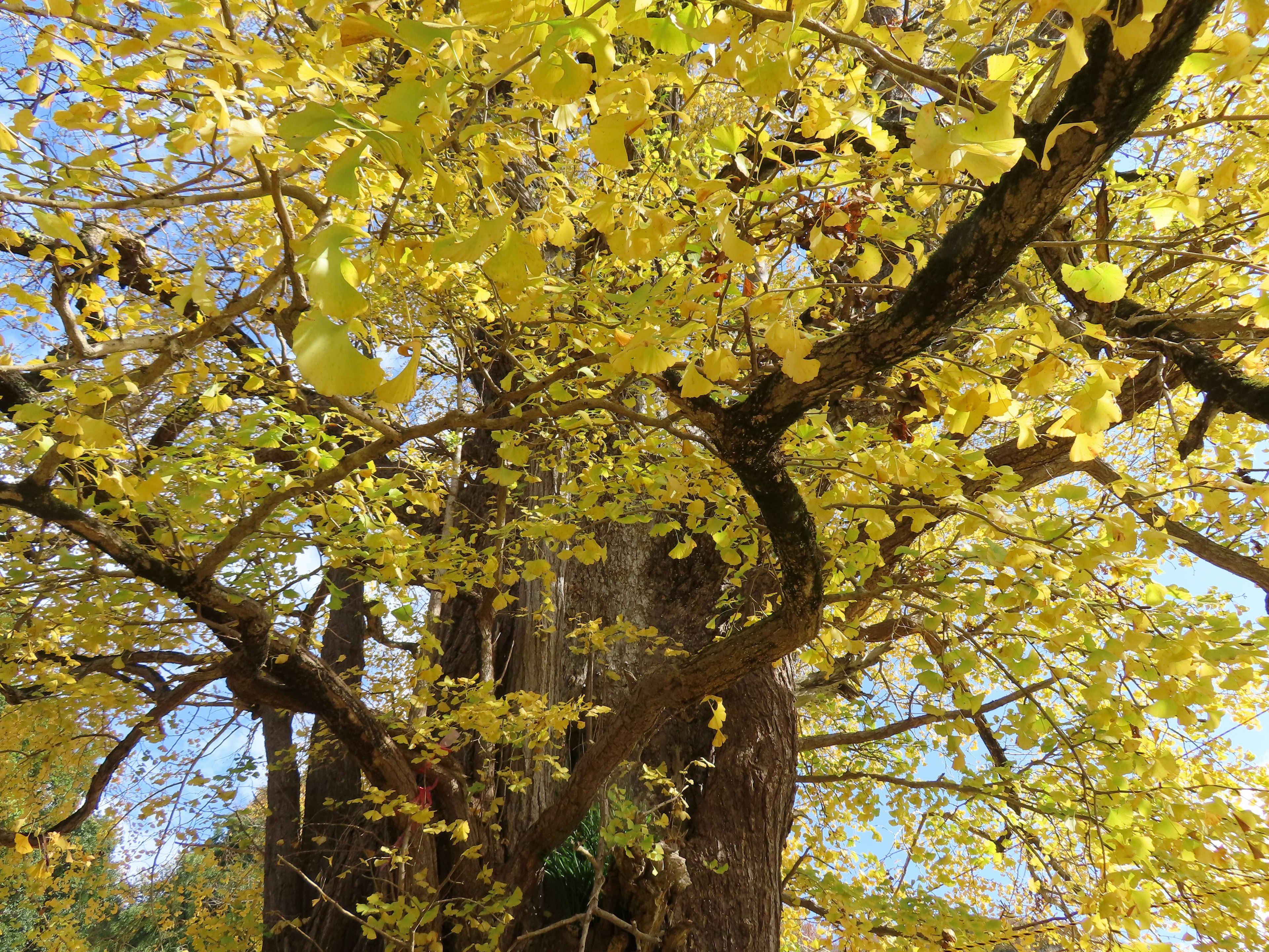 Un arbre aux feuilles jaunes vives montrant son tronc et ses branches en automne