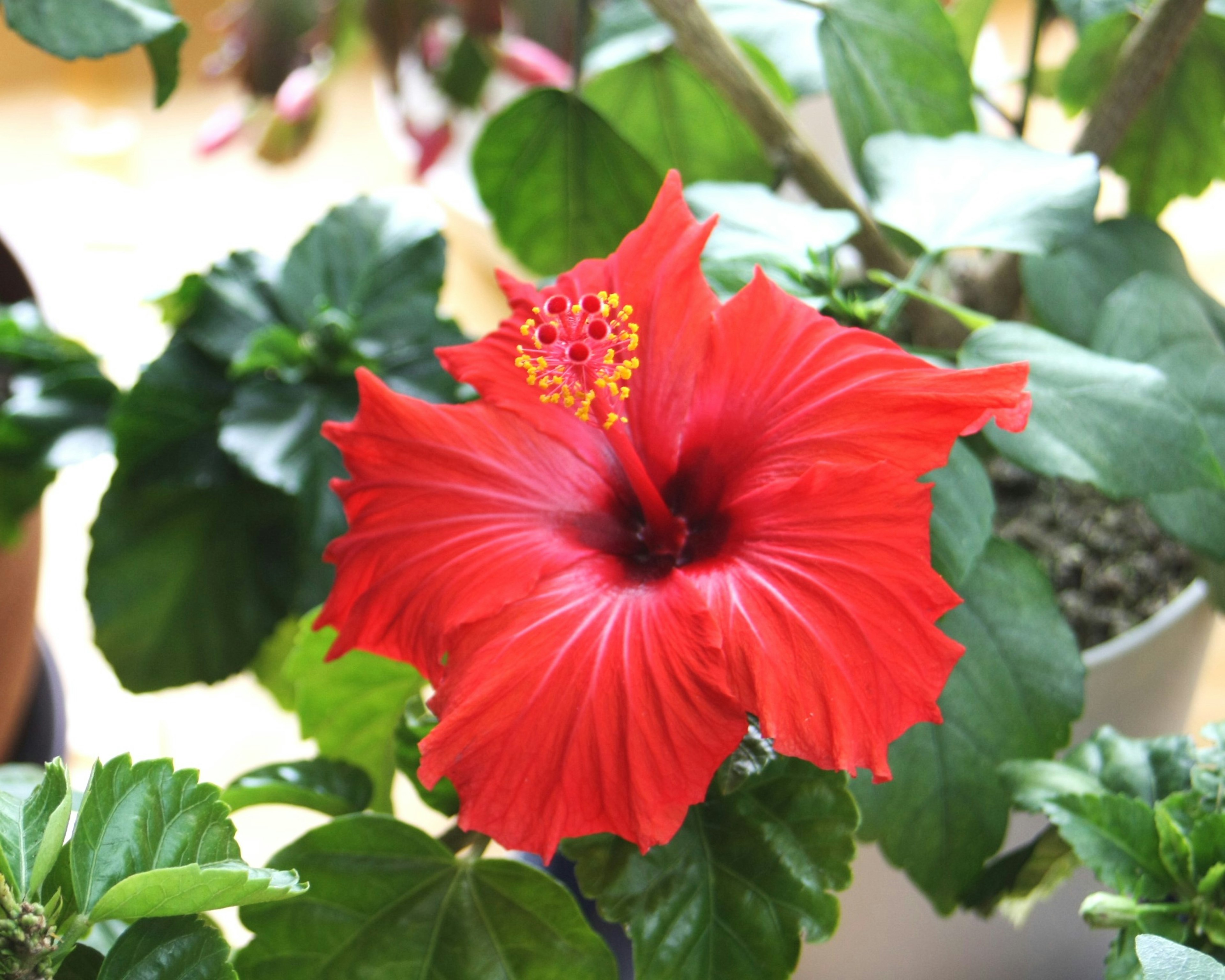 Bunga hibiscus merah cerah dengan daun hijau