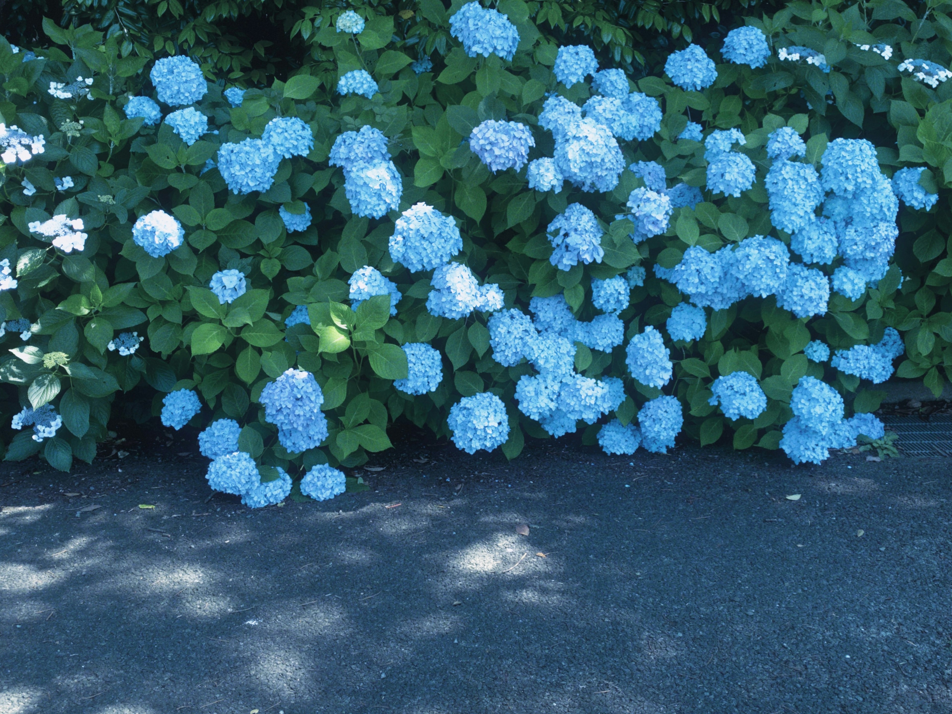 青いアジサイの花が咲いている茂み