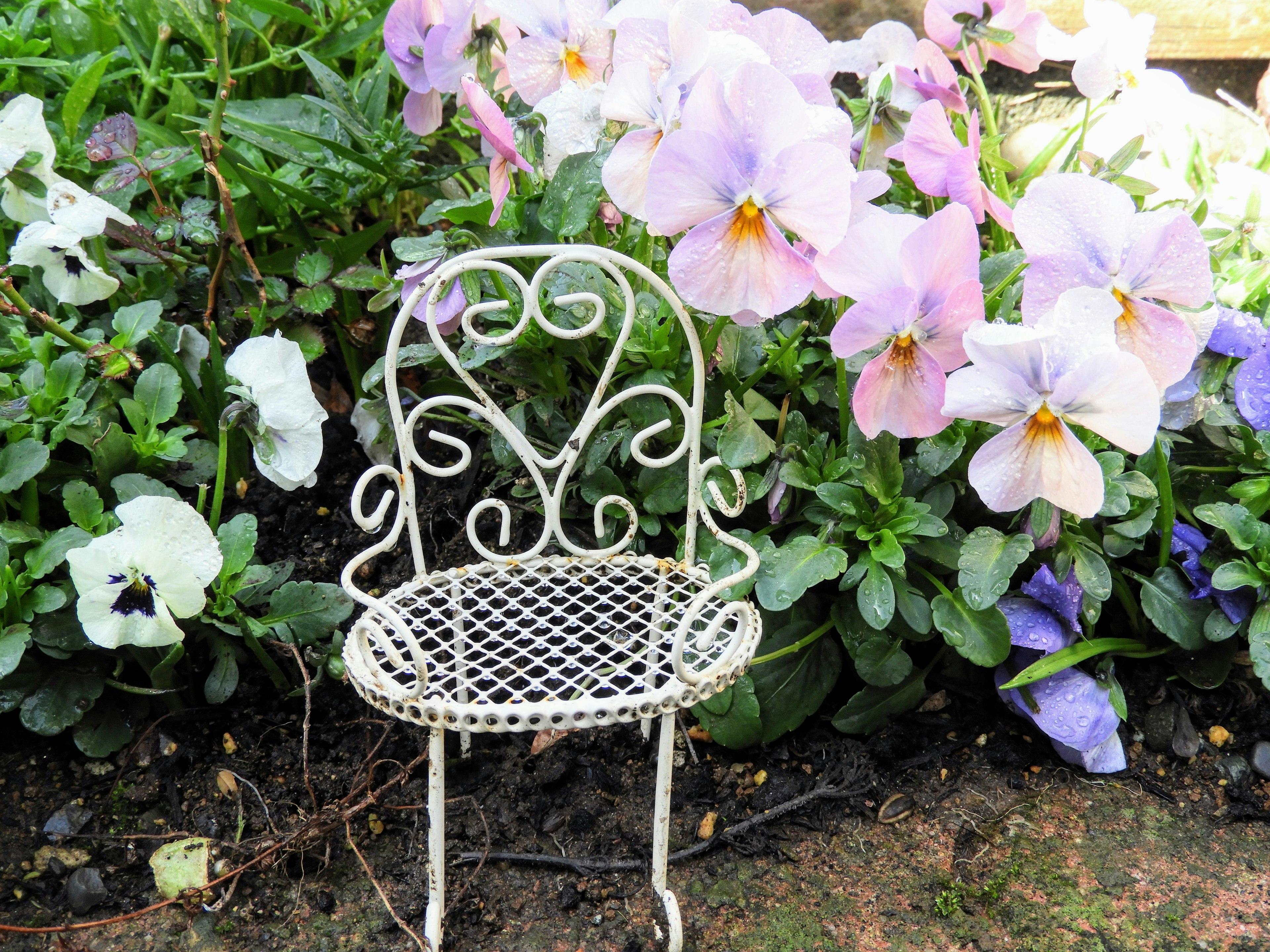 Petite chaise en fer entourée de pensées colorées