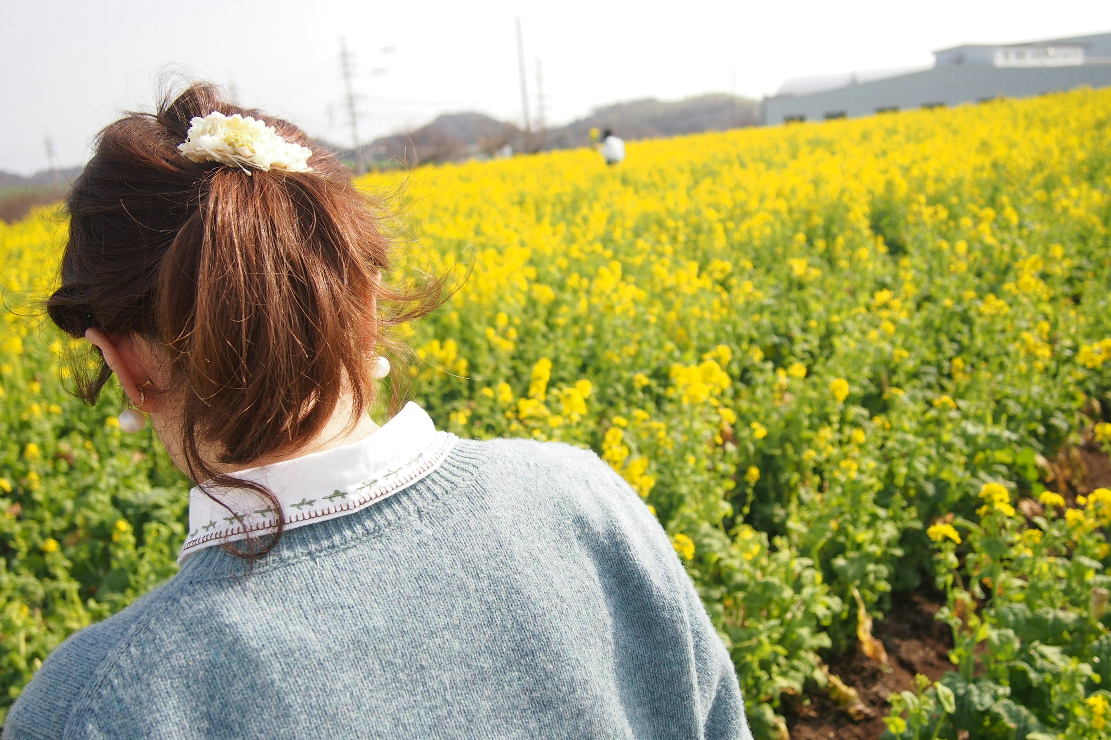 黄色い花が咲く広い野原にいる女性の後姿