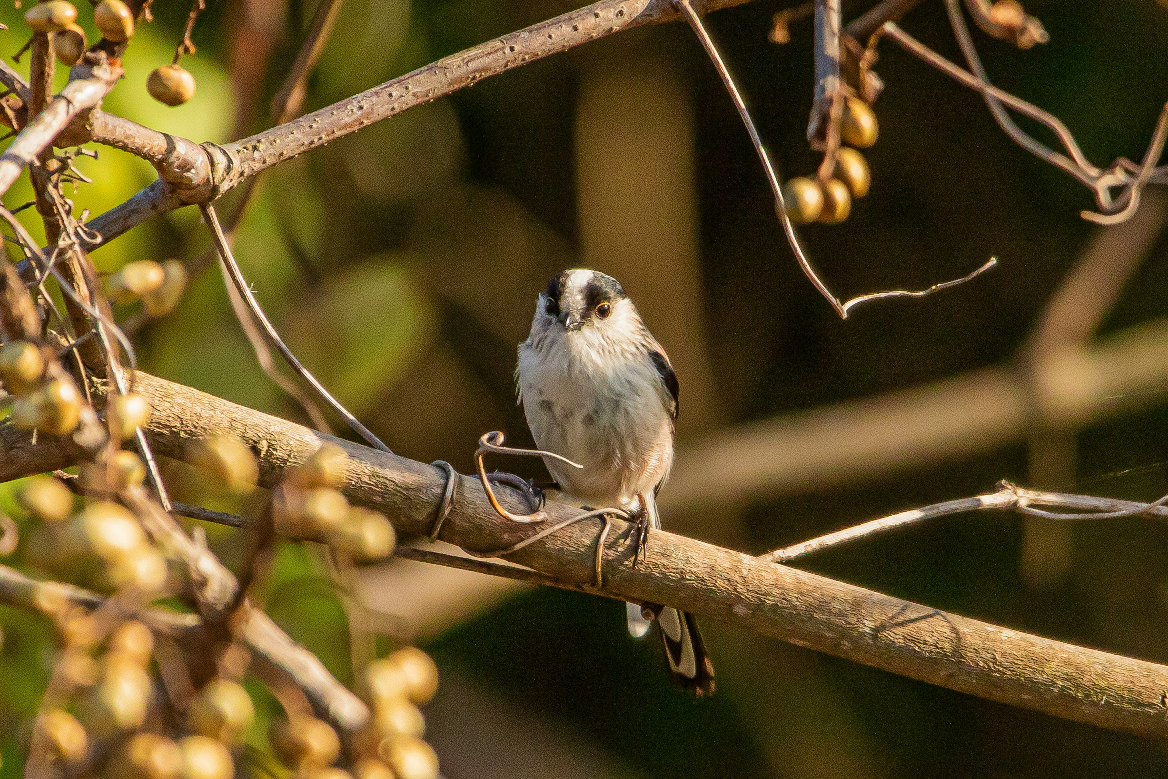 Un petit oiseau noir et blanc perché sur une branche