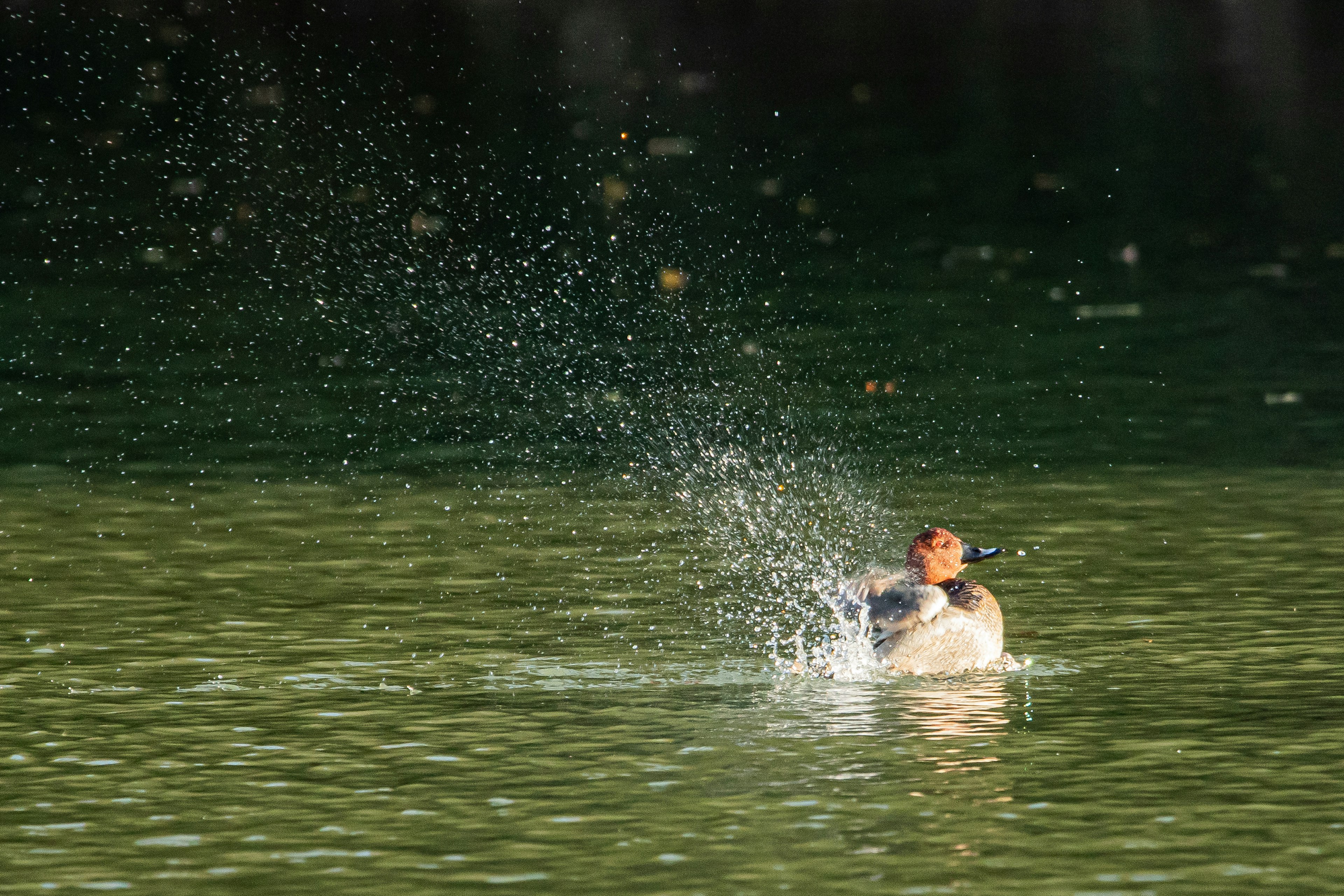 Pájaro sacudiendo agua de sus plumas en la superficie de un lago