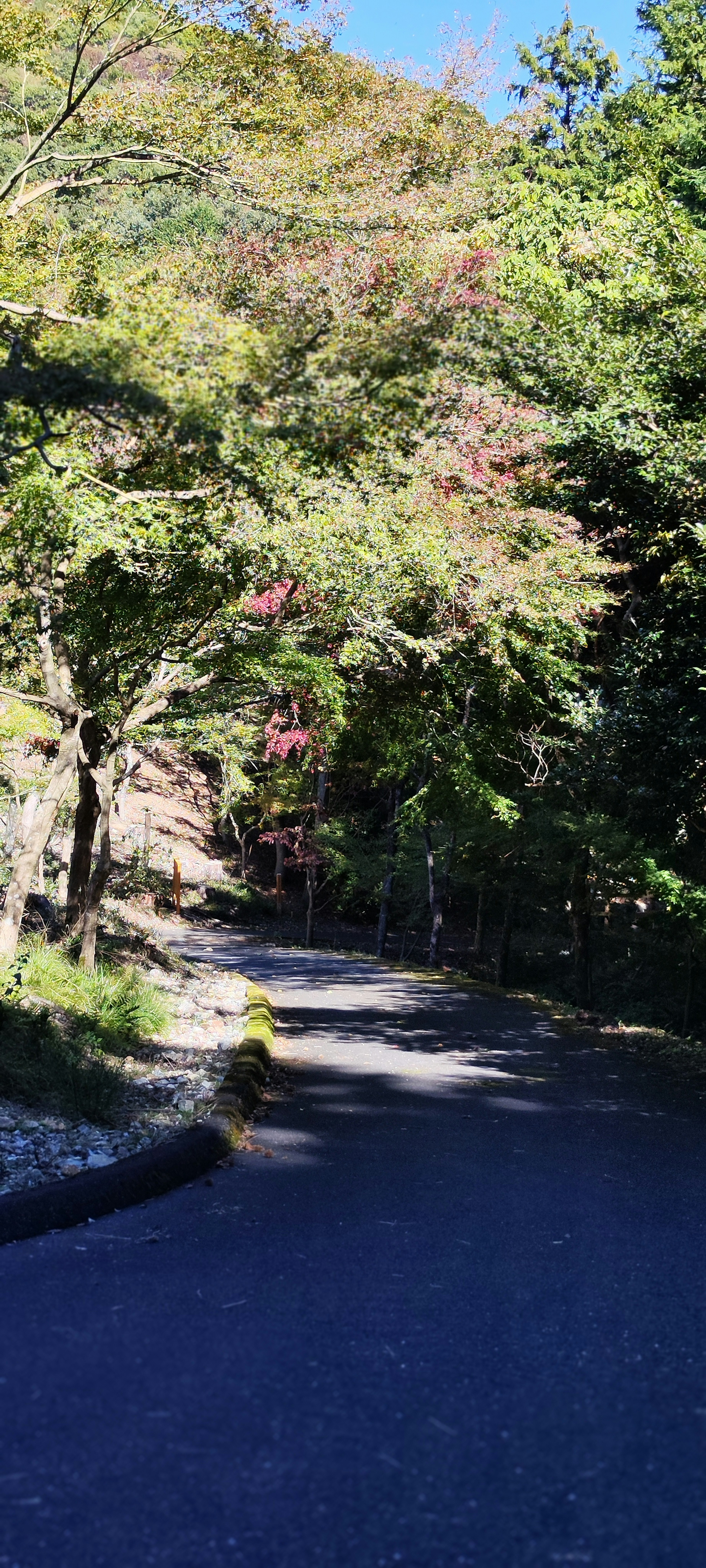 Chemin sinueux entouré d'arbres colorés