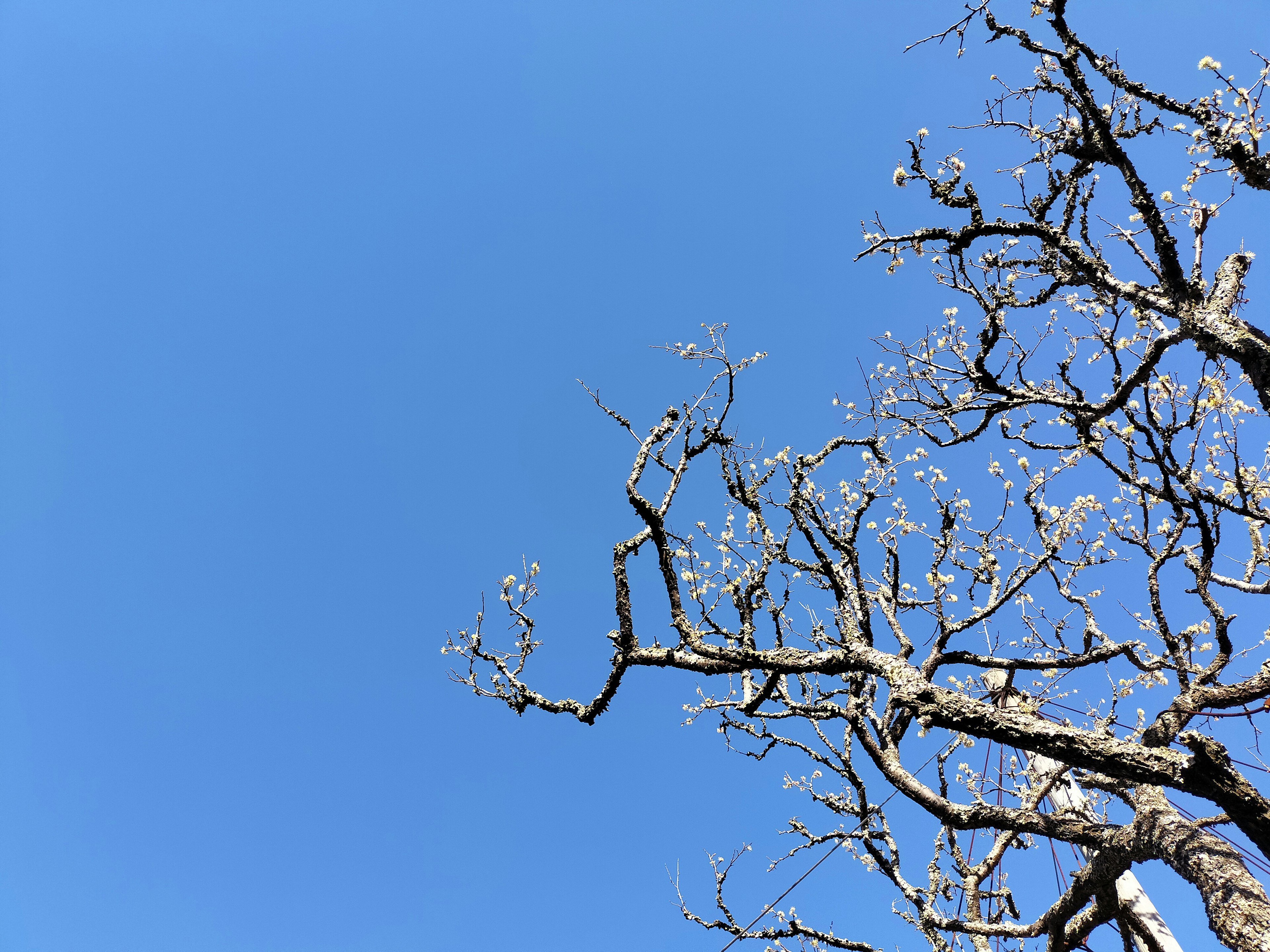 Tree branches with blossoms against a clear blue sky