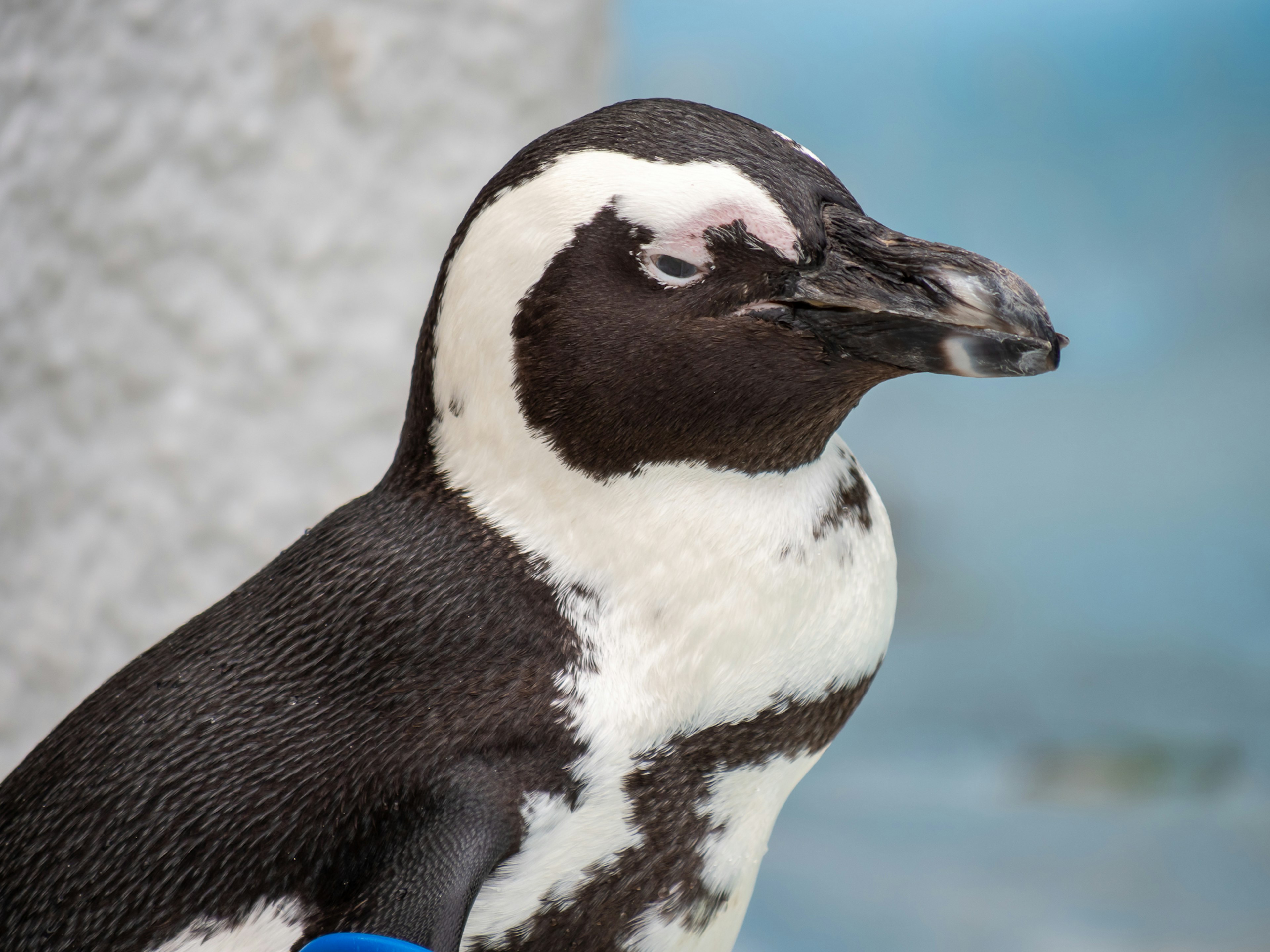 Penguin profile with distinctive black and white feathers and a blue background