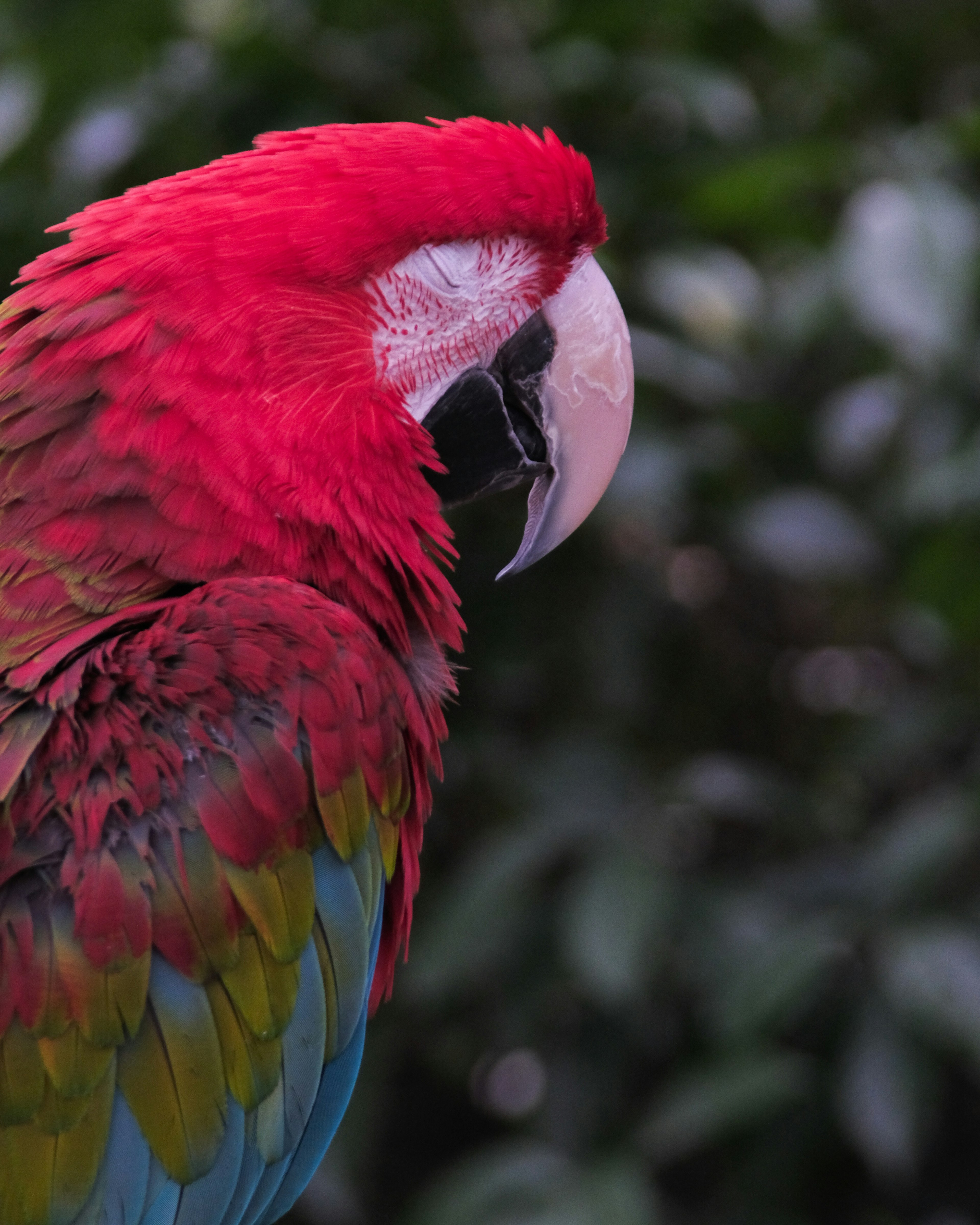 Profil burung beo merah cerah dengan bulu berwarna-warni di latar belakang hijau