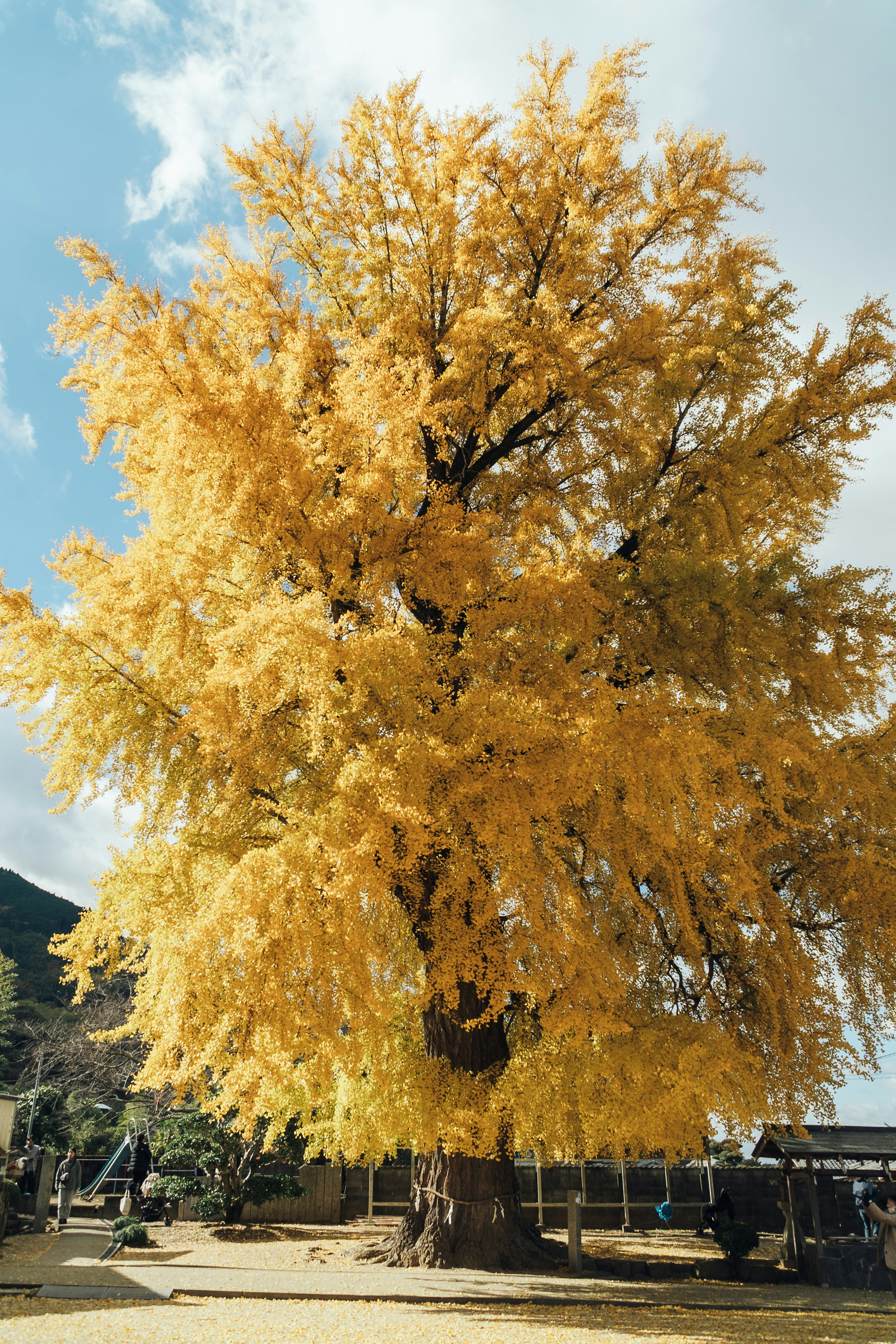 Pohon ginkgo besar dengan daun kuning cerah