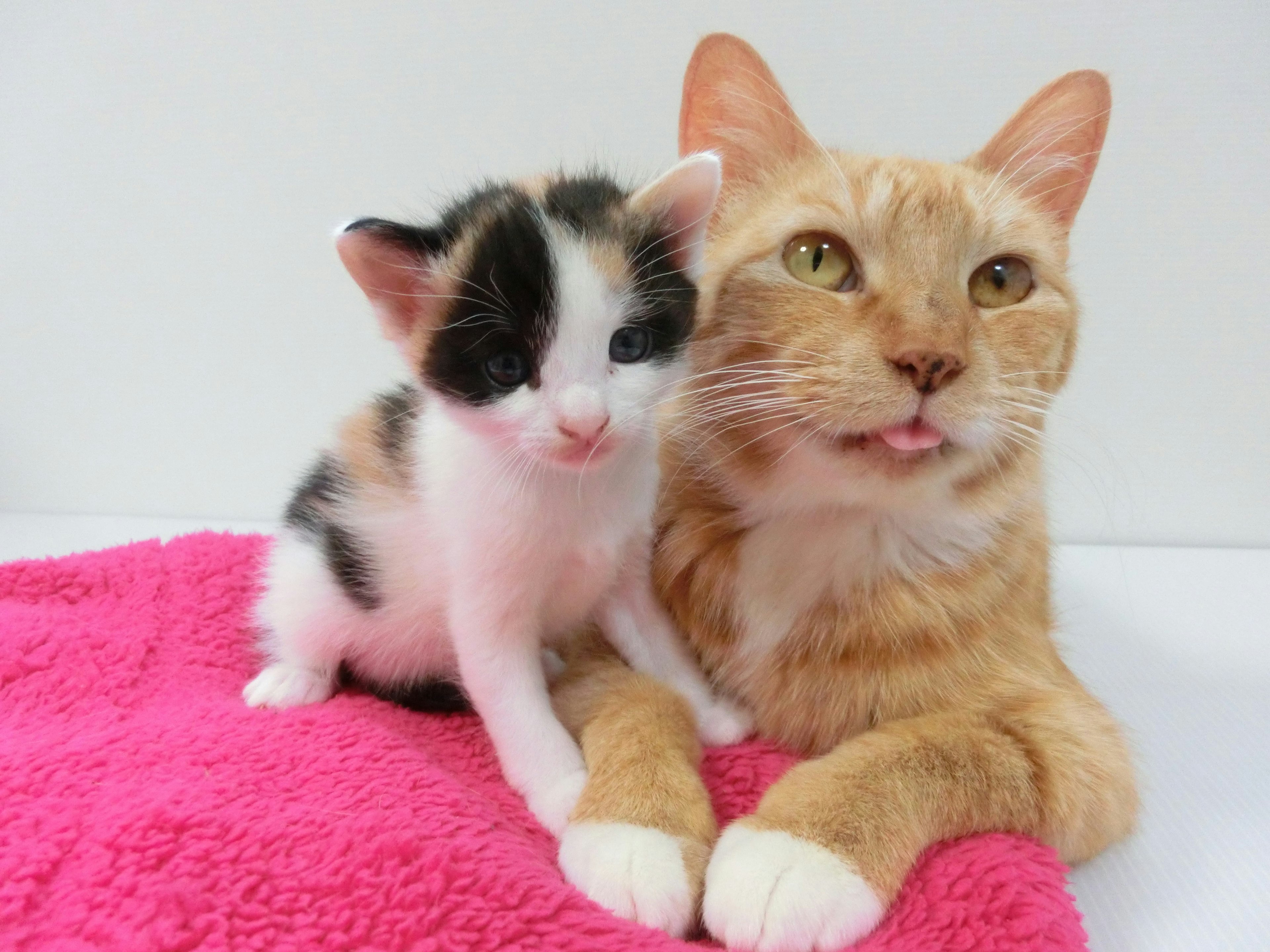 Oranger Kater und schwarz-weißer Kätzchen kuscheln auf einem rosa Handtuch