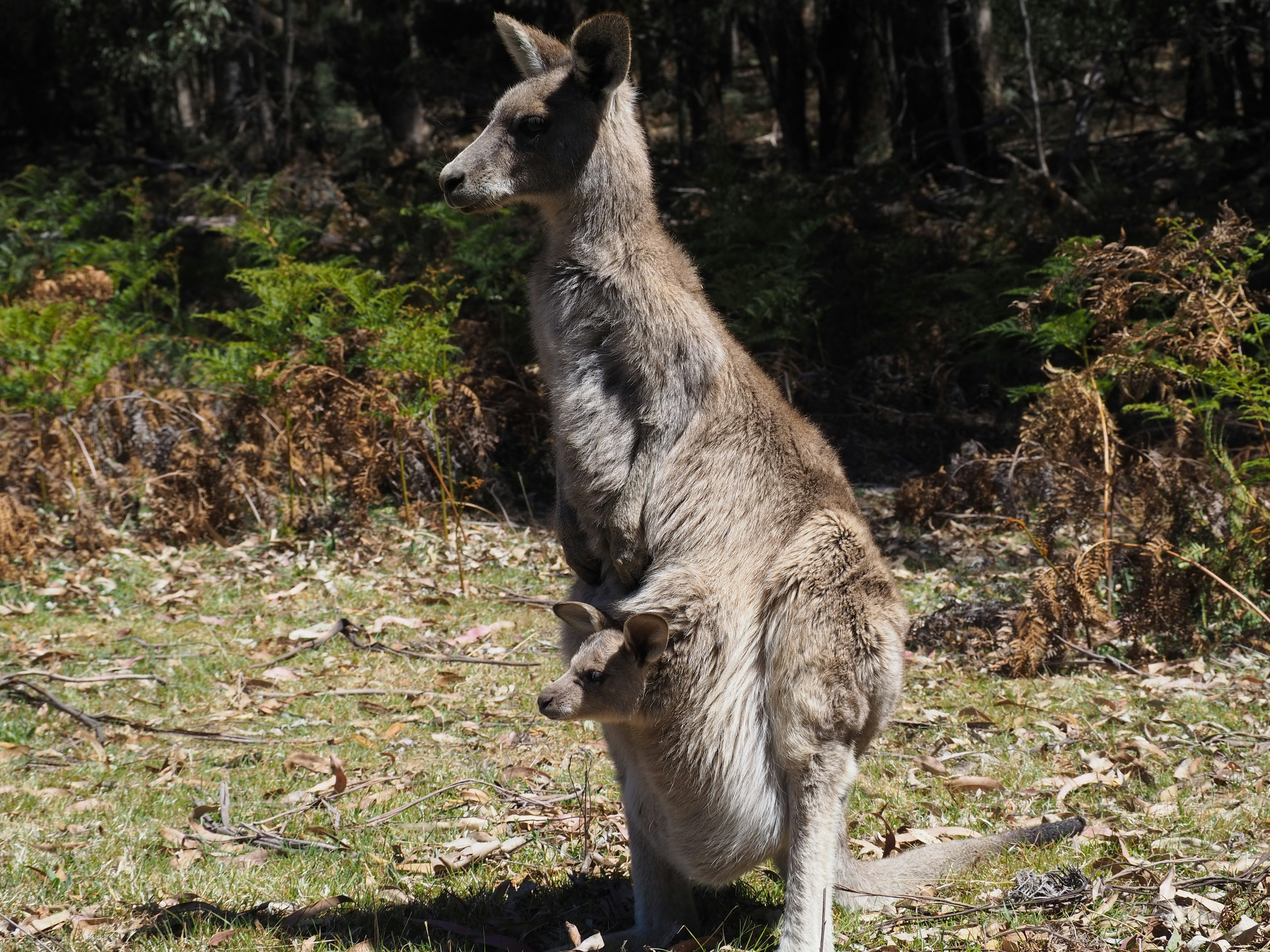 Một con kangaroo có con non trong túi đứng trong môi trường tự nhiên