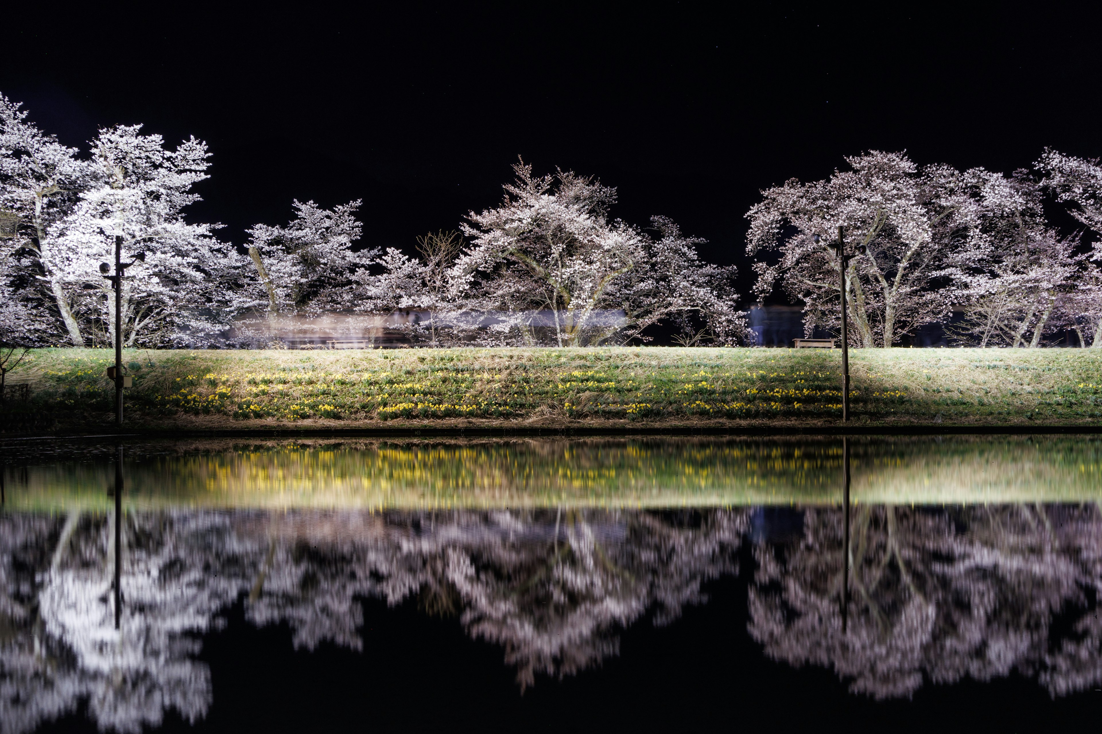 Beautiful landscape of white trees reflected in a calm lake at night