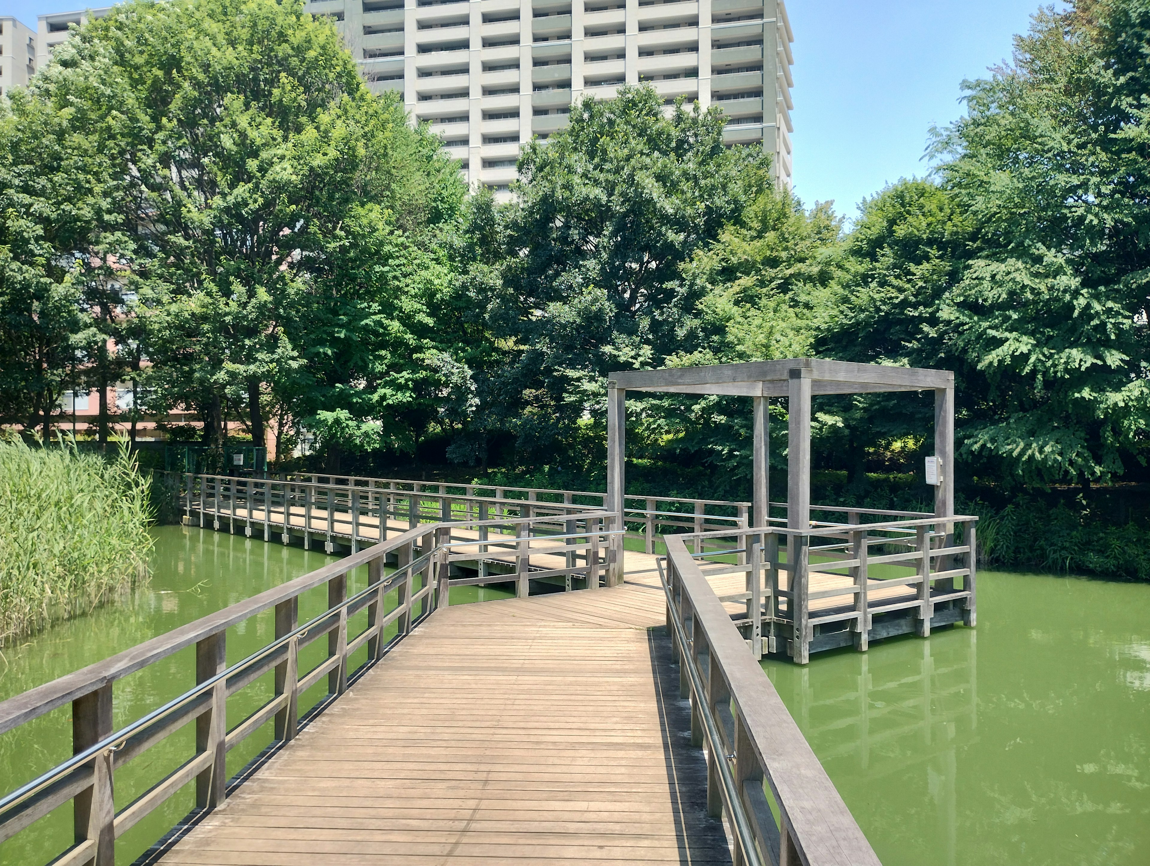 Wooden deck surrounded by greenery with a pond and a high-rise building in the background