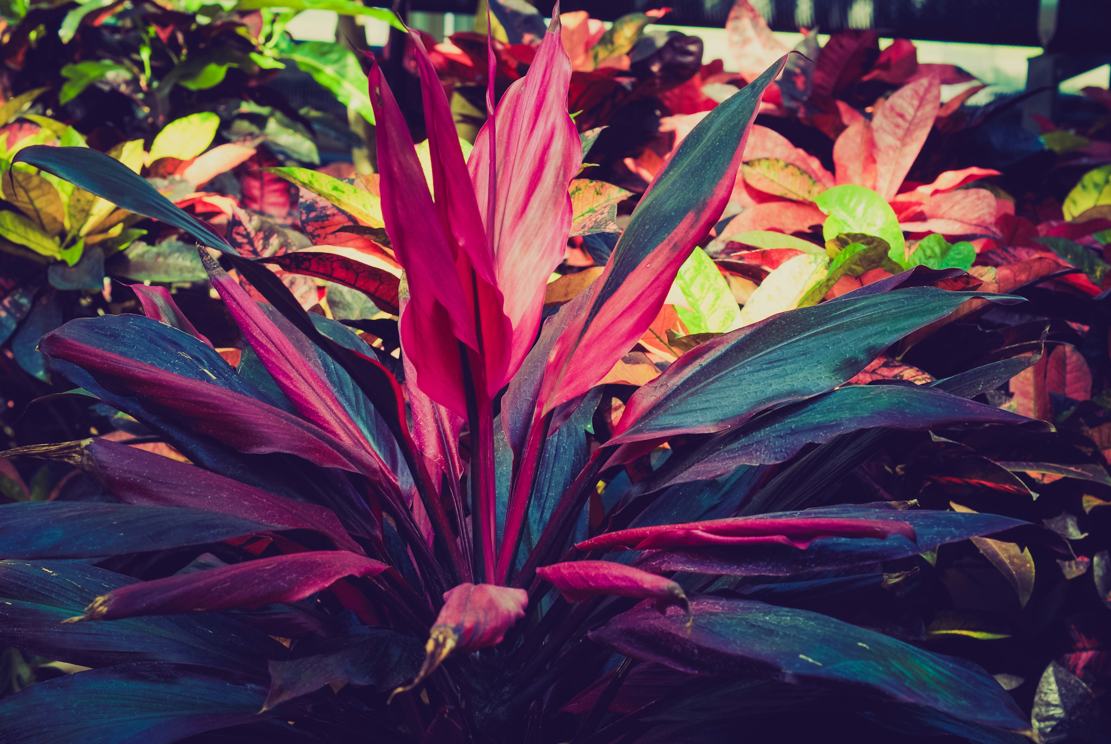 A vibrant plant with red leaves in the center surrounded by green foliage