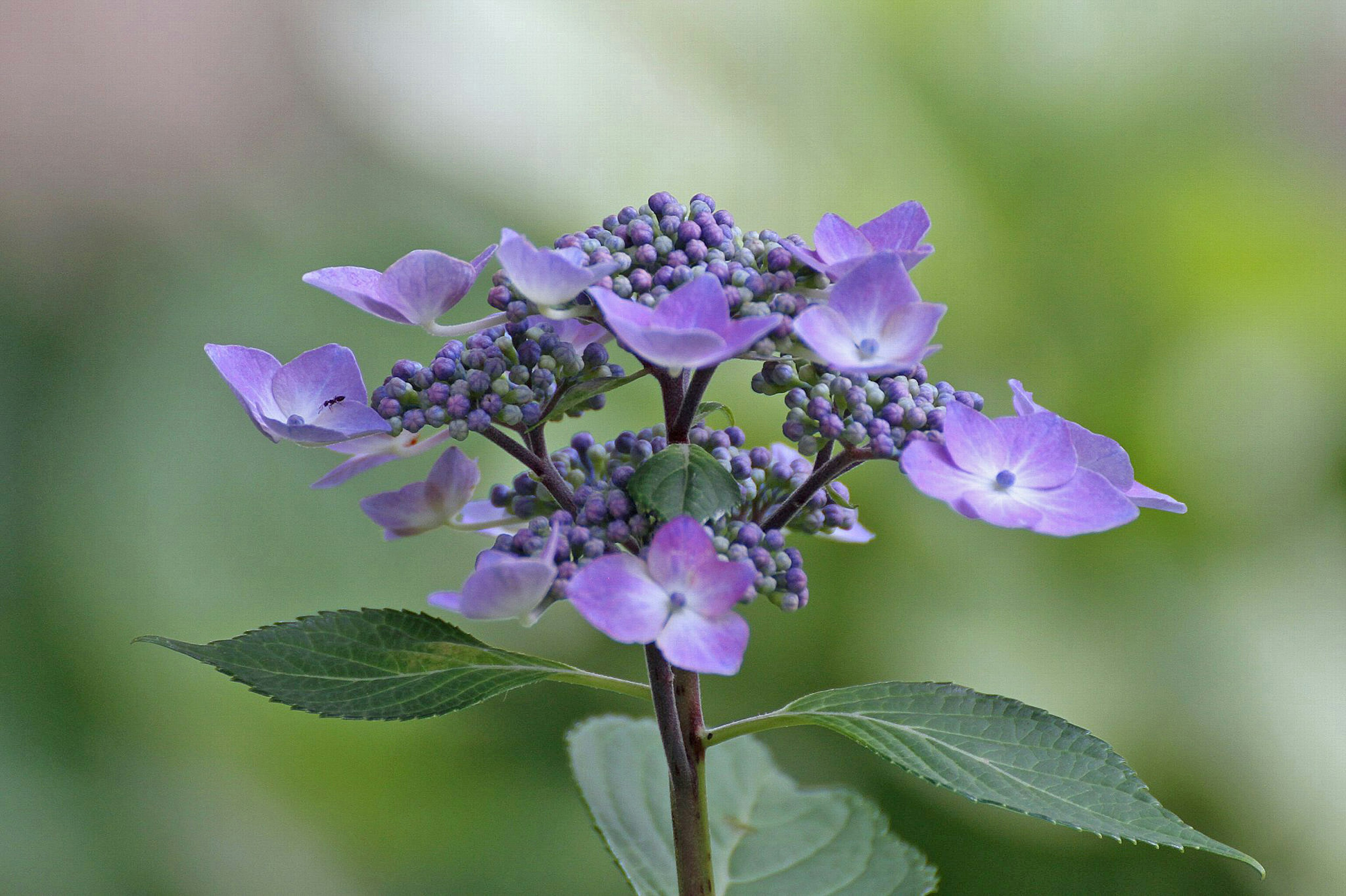 Acercamiento de una planta con flores moradas sobre un fondo verde