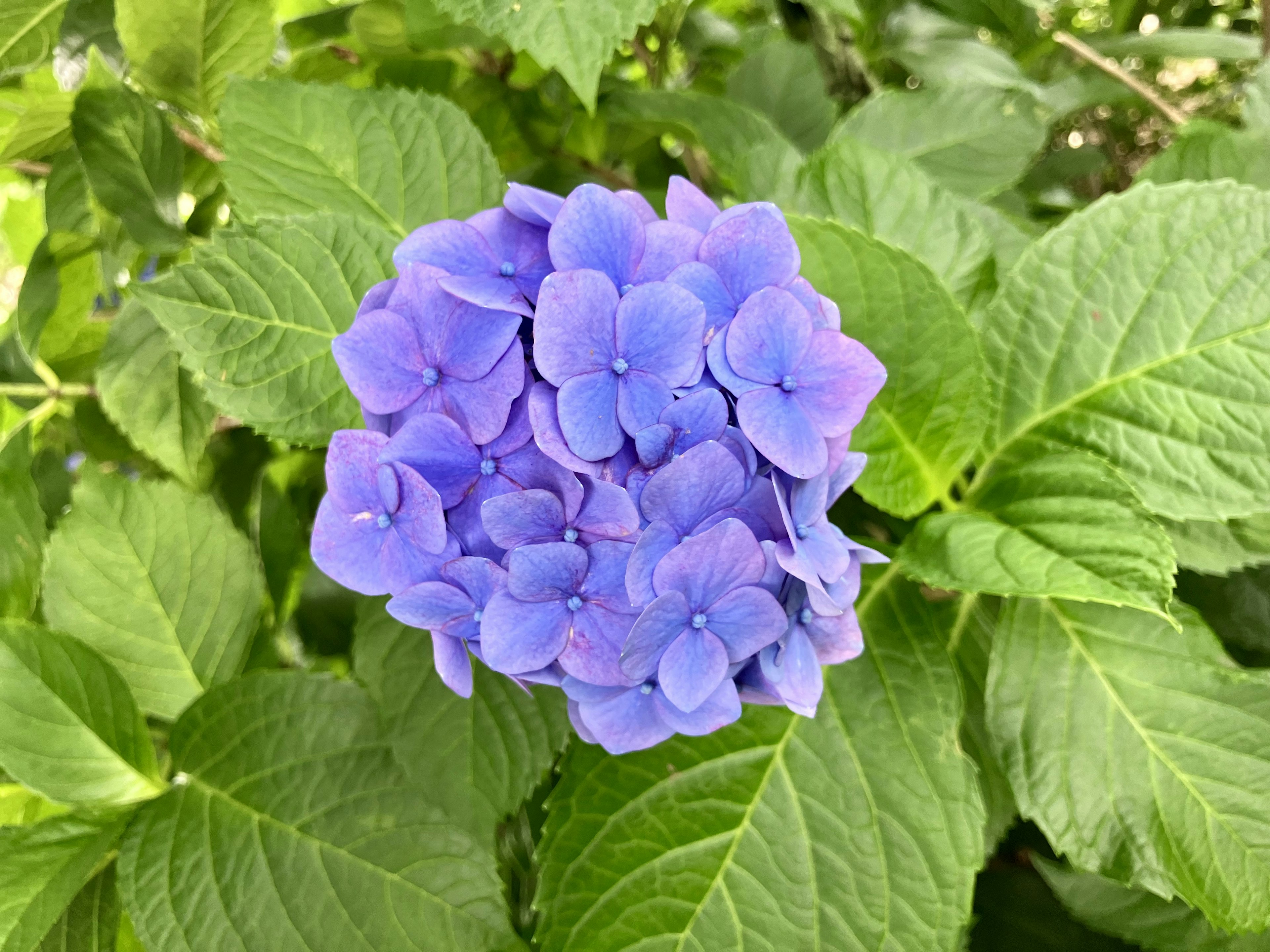 青紫色のアジサイの花が緑の葉に囲まれて咲いている