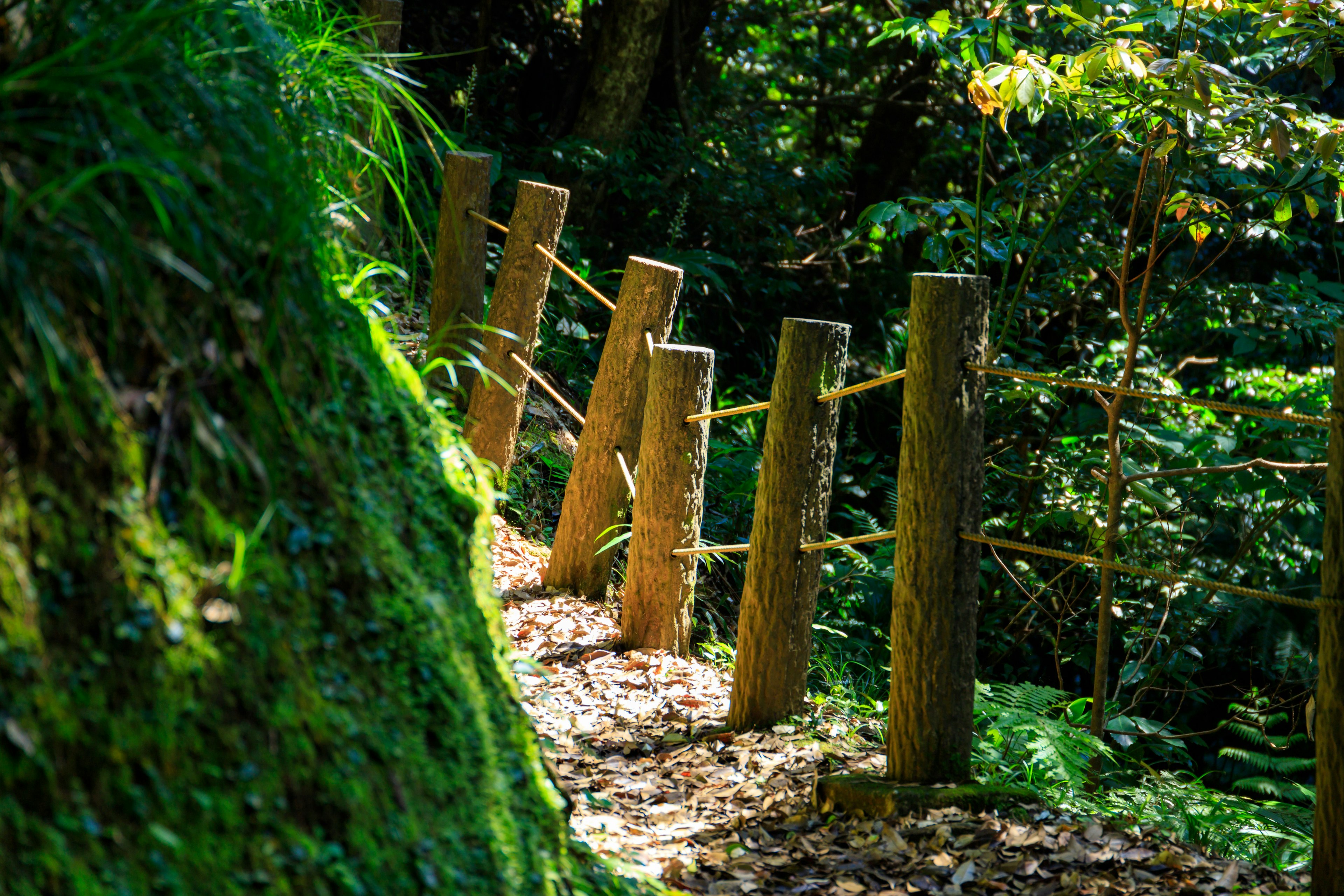 Wooden fence along a path in a lush green forest