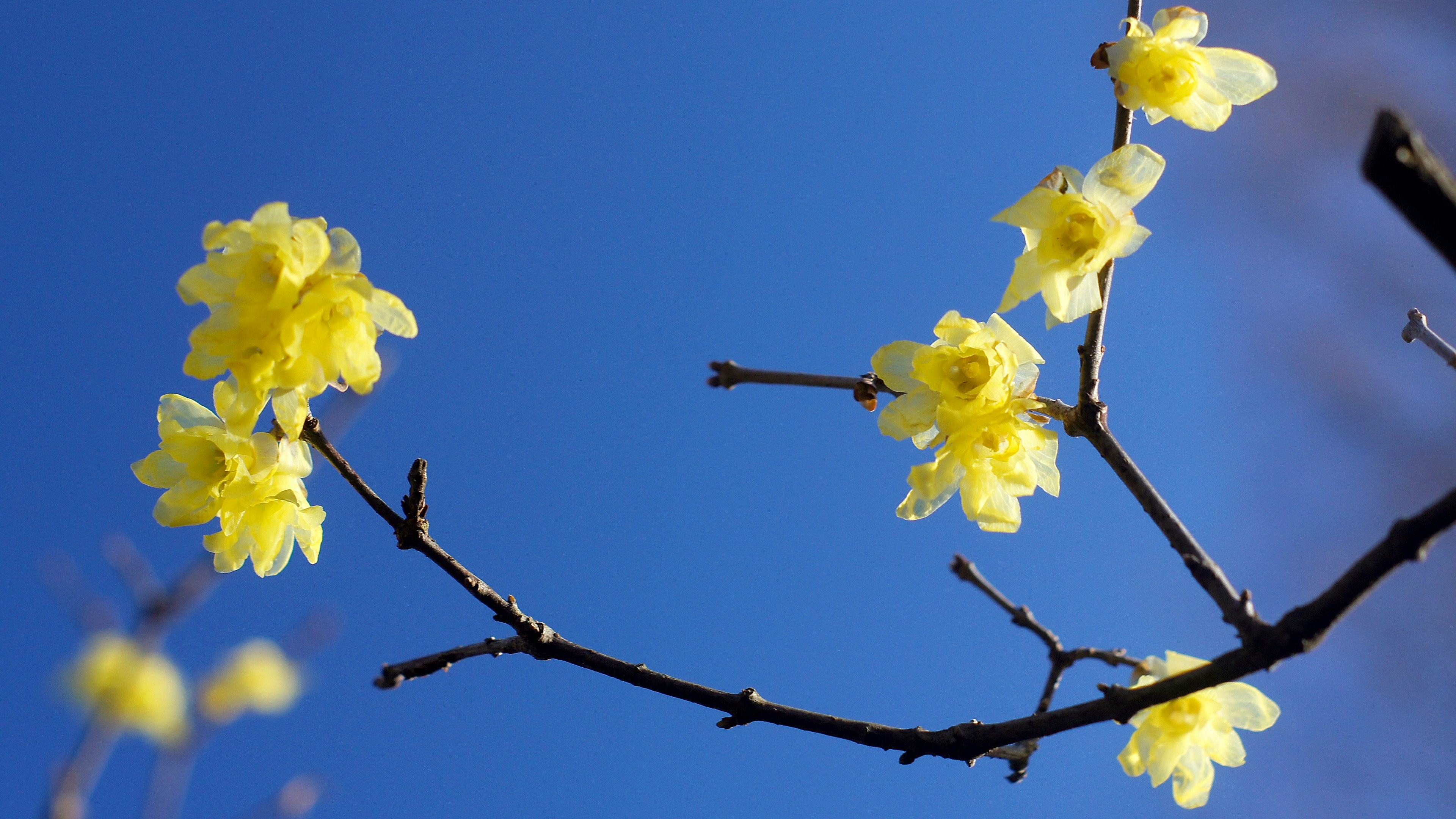 Zweig mit gelben Blumen vor blauem Himmel