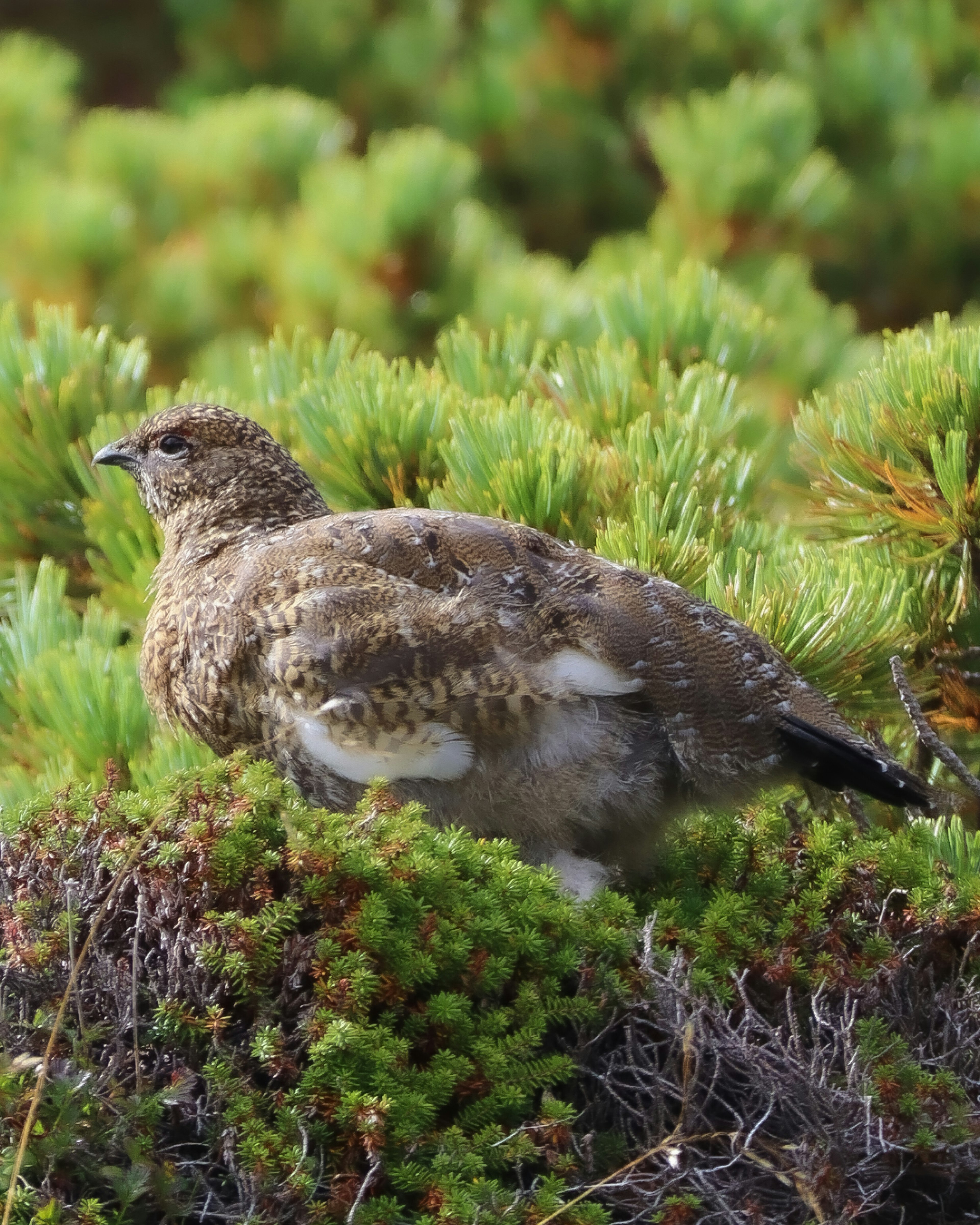 A small bird seen from behind against a green background