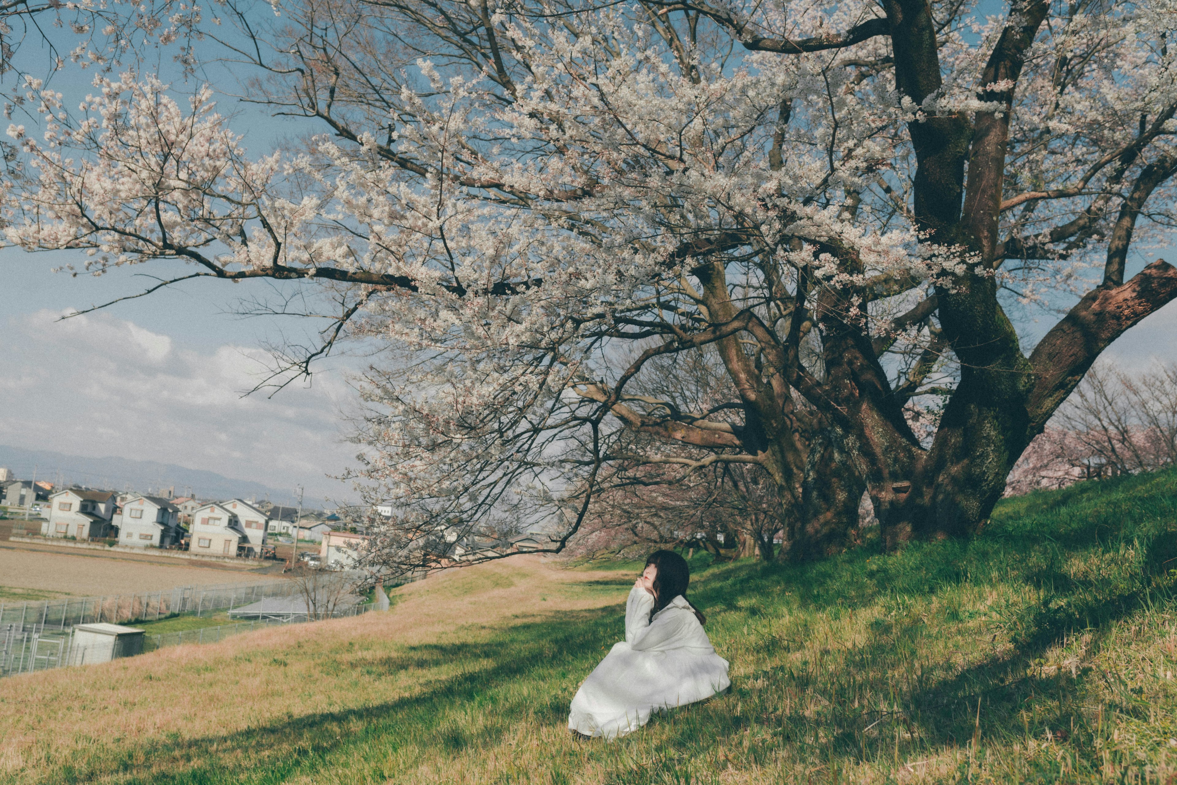 桜の木の下に座る女性 白いドレスを着ている 美しい春の風景