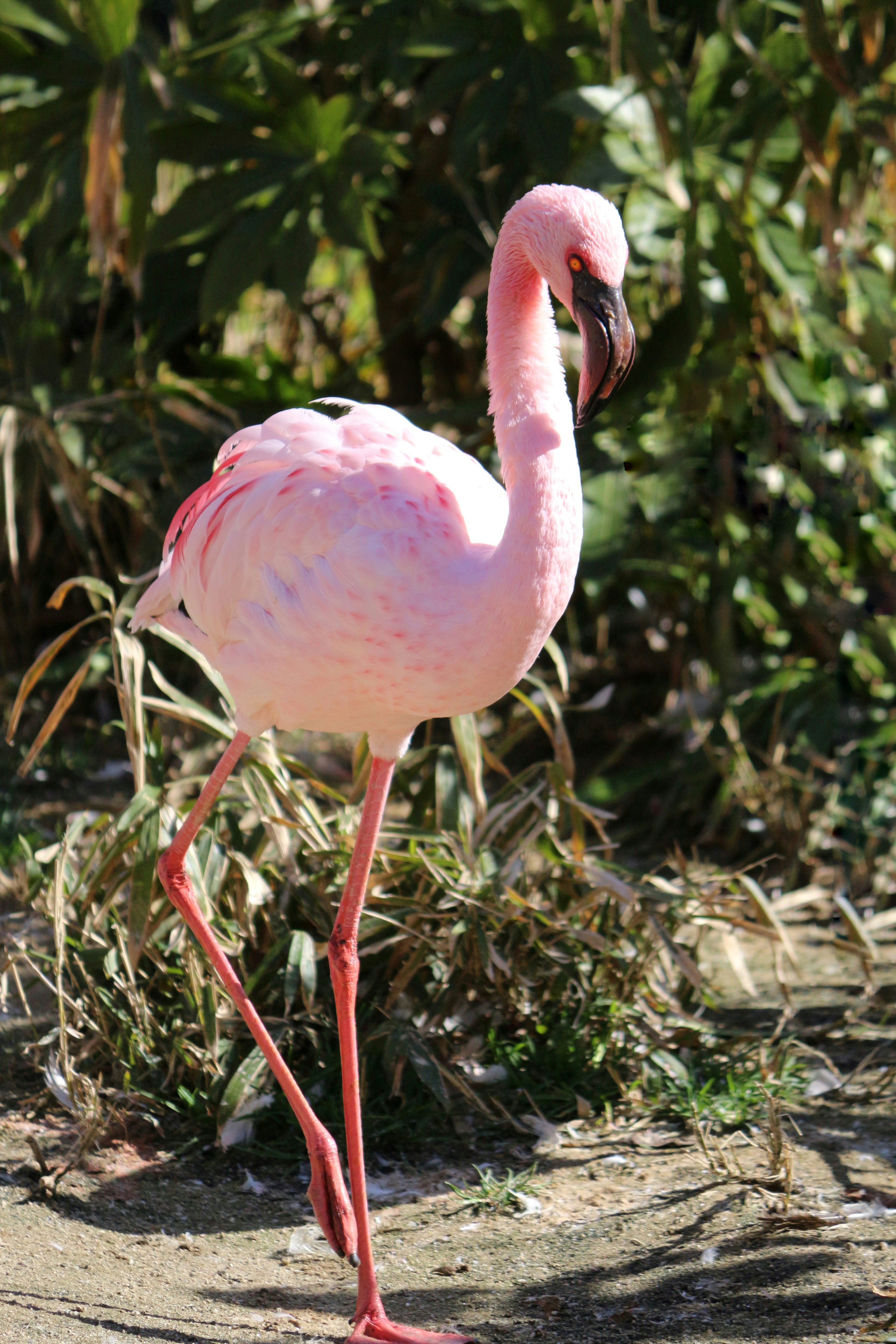 Flamingo pink berdiri dengan satu kaki dikelilingi tanaman hijau