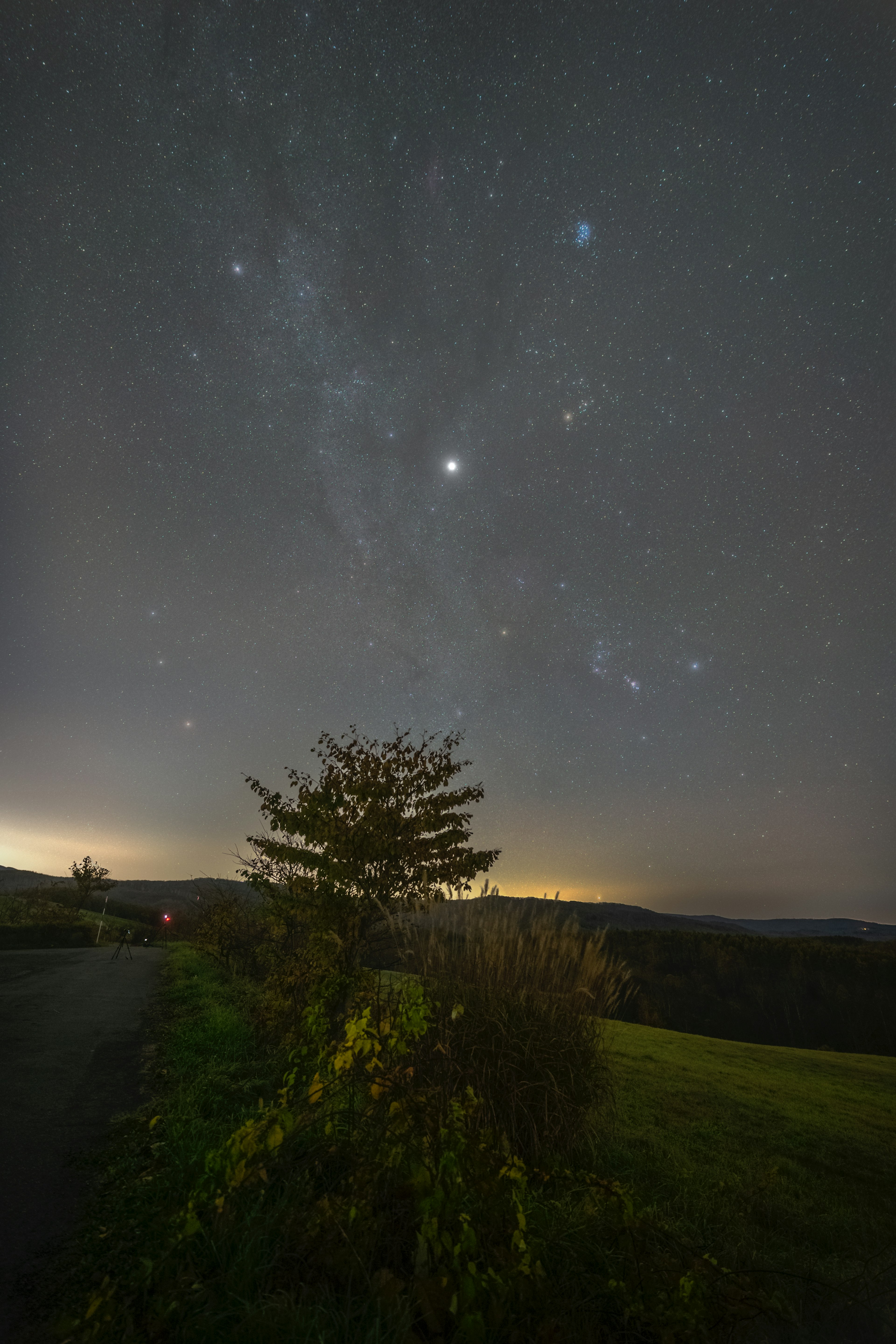 夜空に輝く星々と木のシルエット