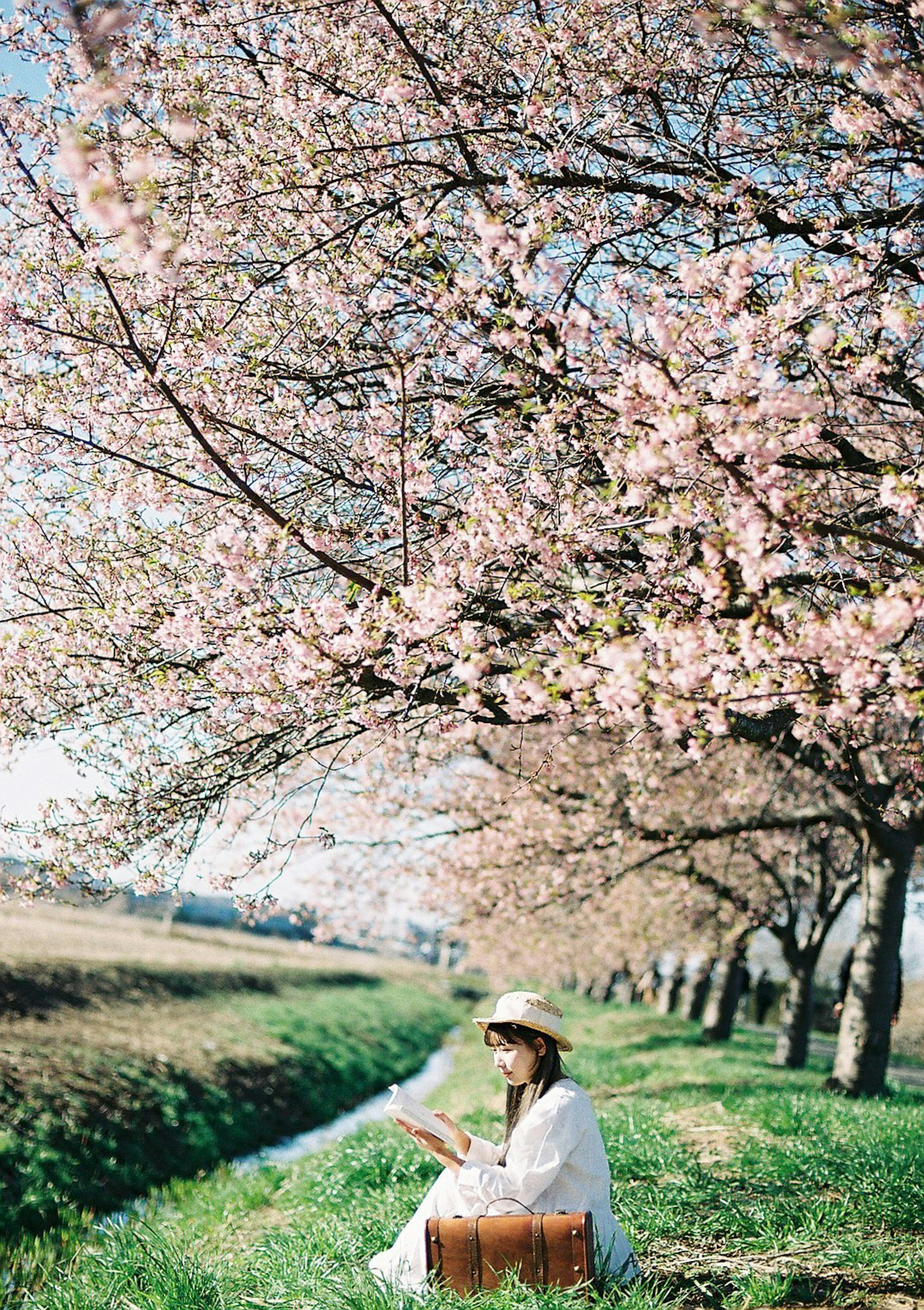 Una donna che legge un libro sotto alberi di ciliegio in fiore