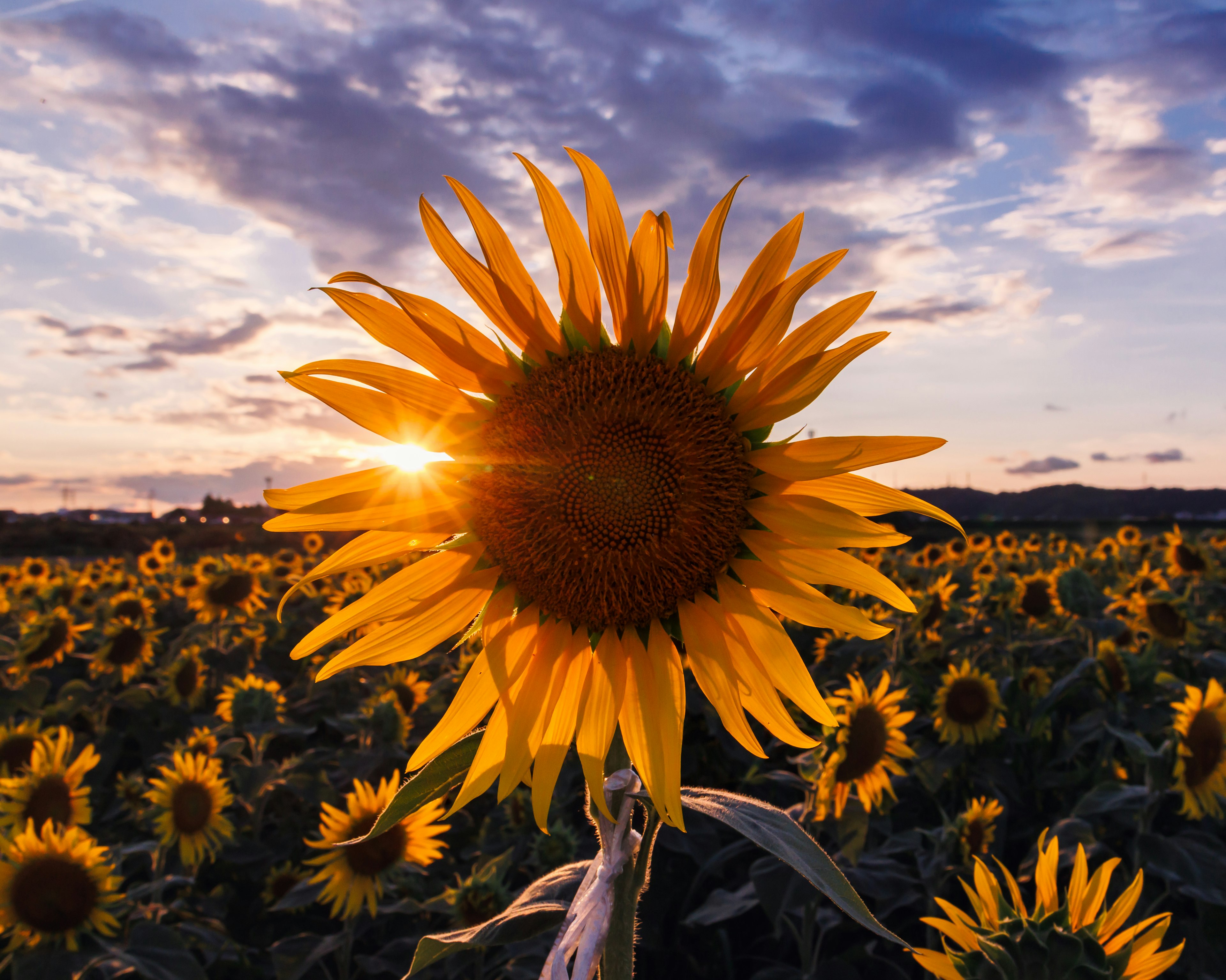 Girasole in piena fioritura con il tramonto sullo sfondo