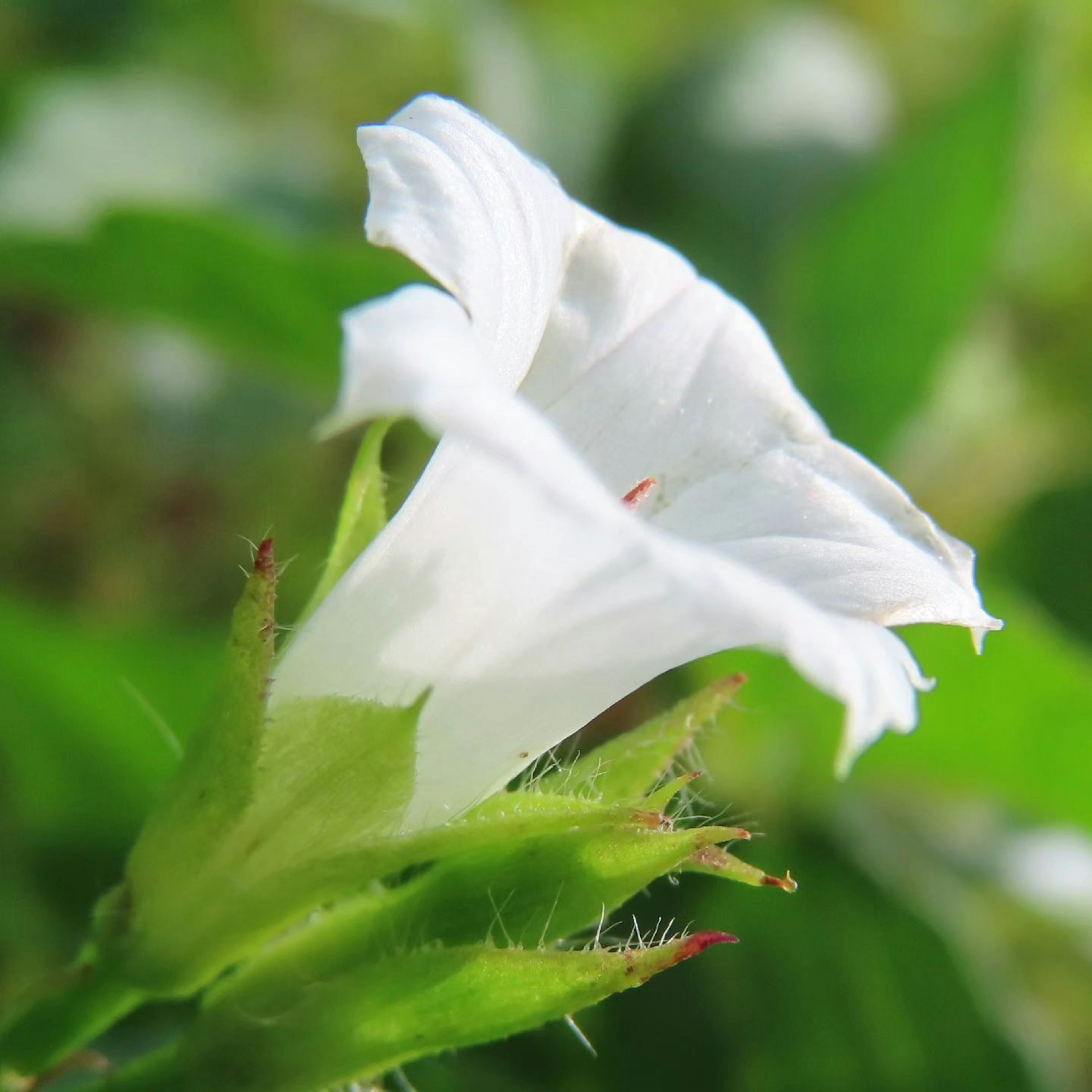 Acercamiento de una flor blanca con hojas verdes