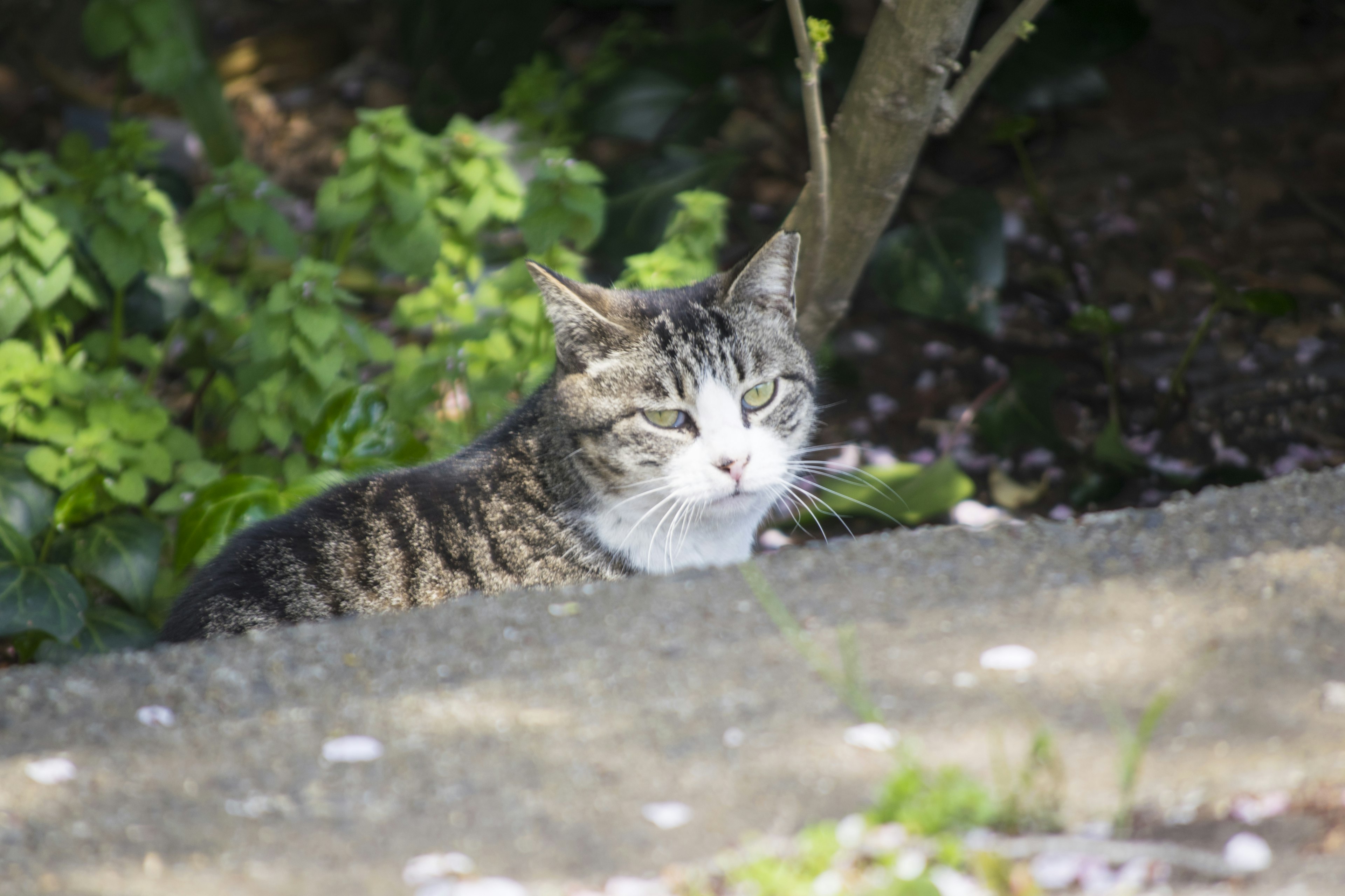 A relaxed cat resting on a stone surface surrounded by greenery