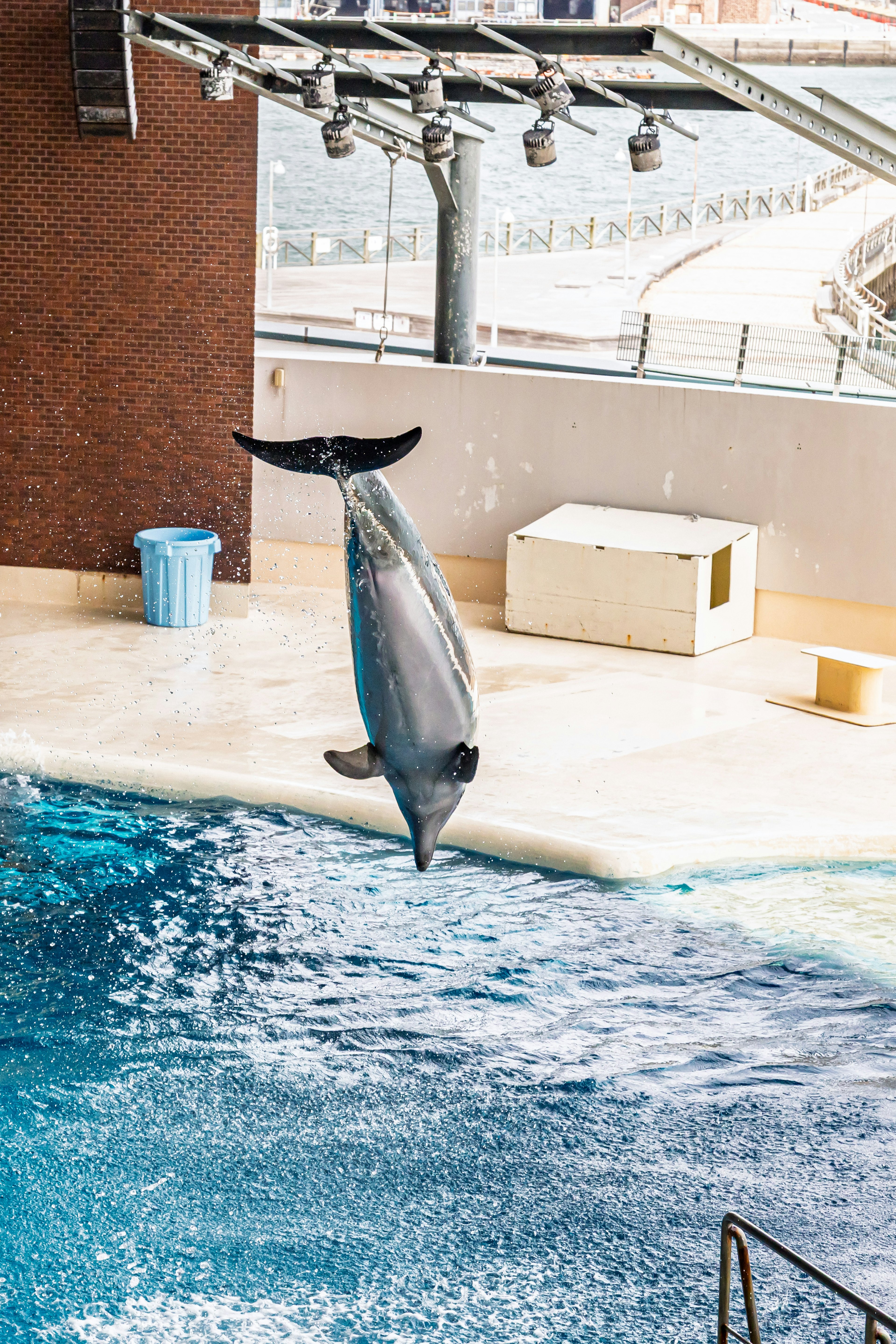 Delfin springt aus dem Wasser mit sichtbaren Spritzern Hintergrund zeigt einen Poolbereich