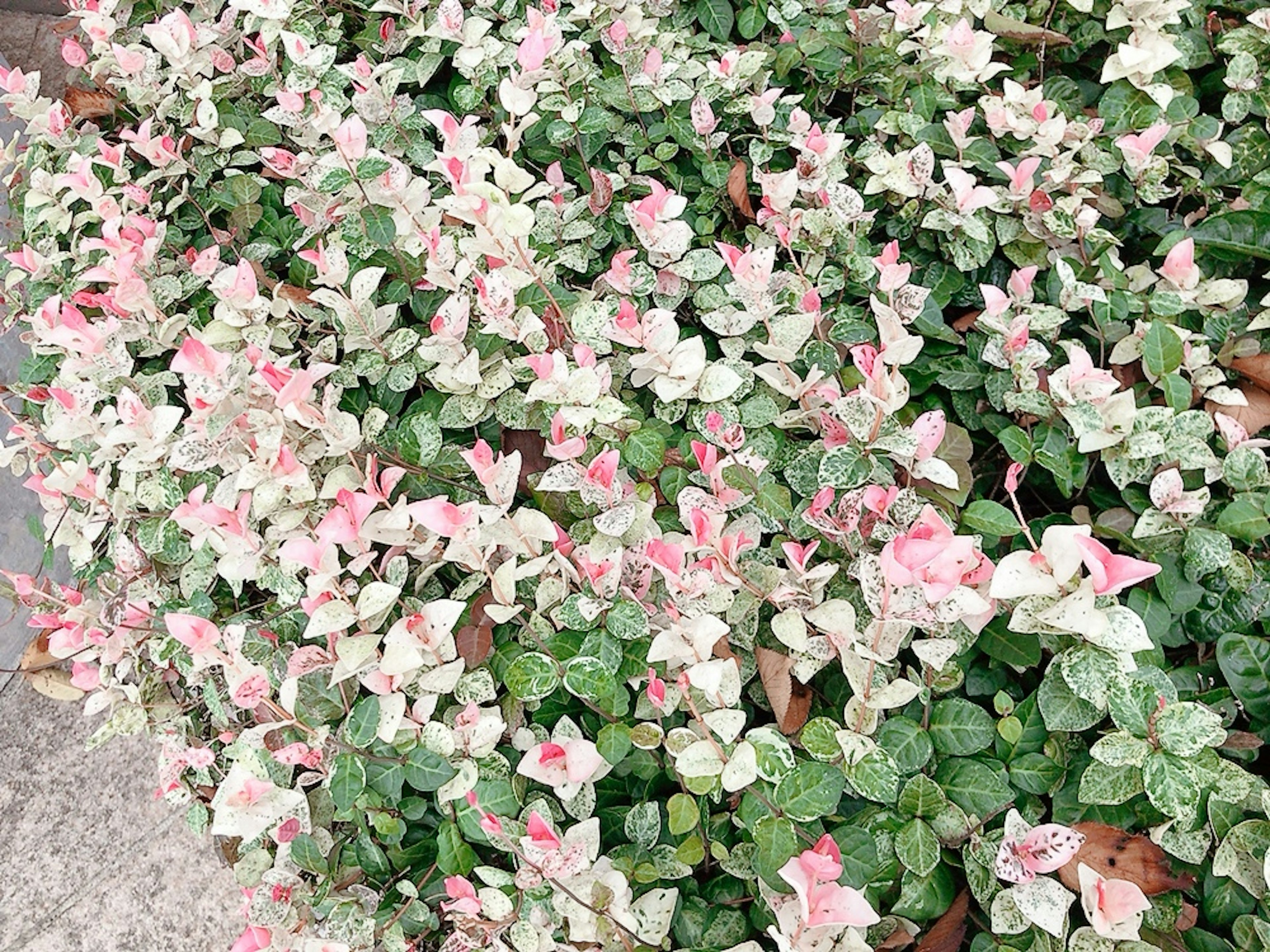 Crecimiento denso de plantas con hojas verdes y rosas