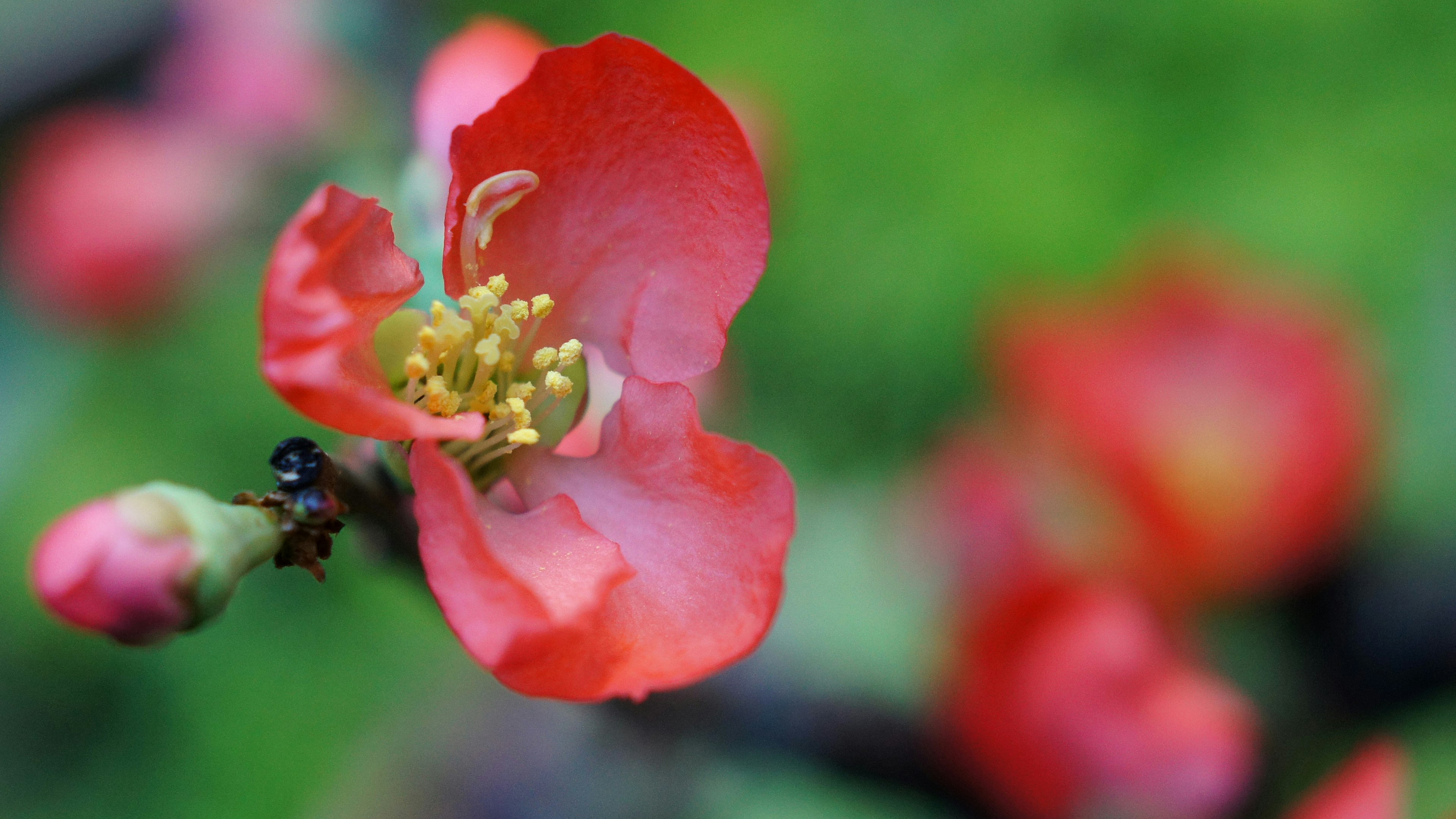 Nahaufnahme einer roten Blume mit gelben Staubblättern und grünem Hintergrund