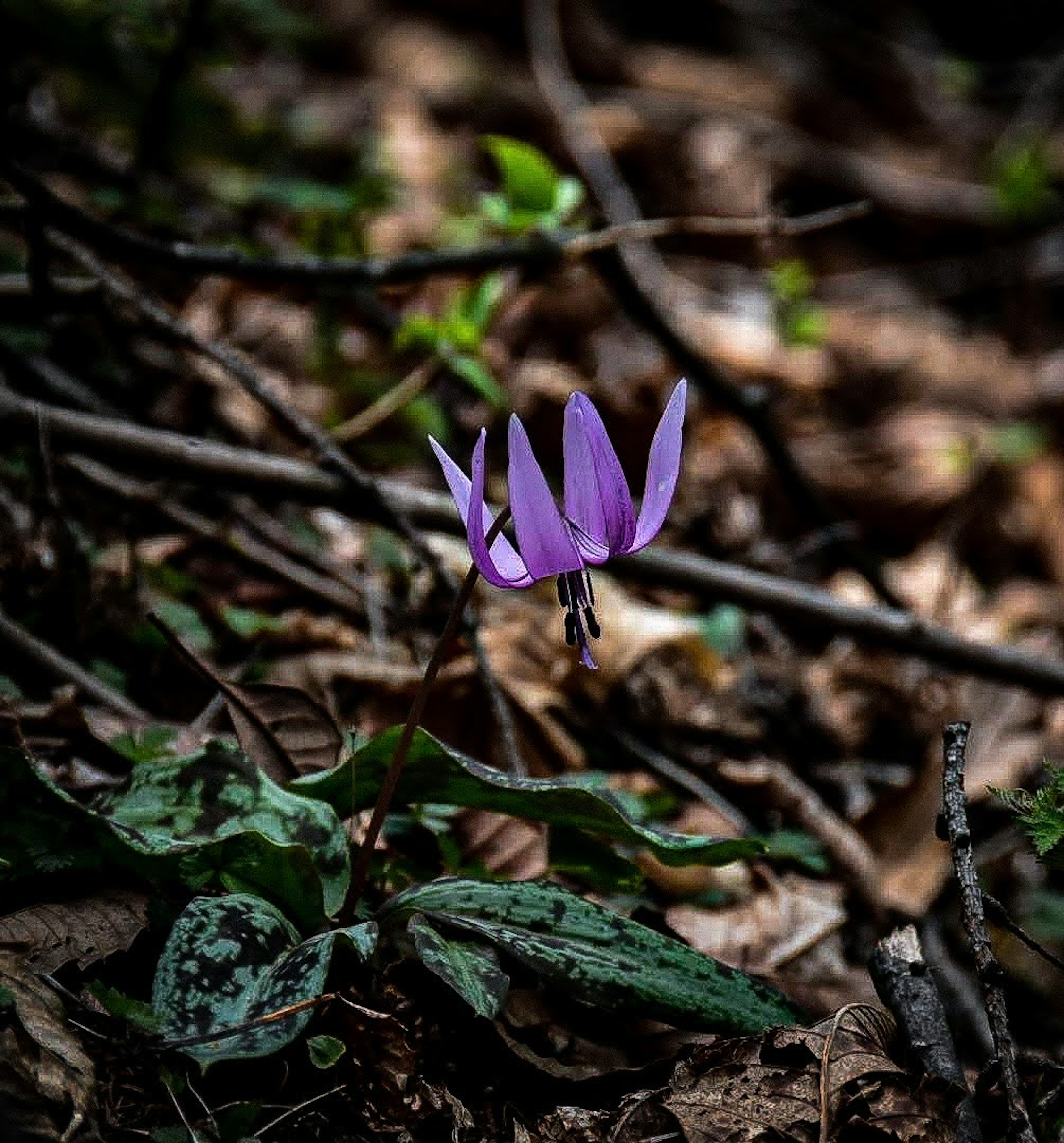 紫色の花が地面に咲いている森の中の風景