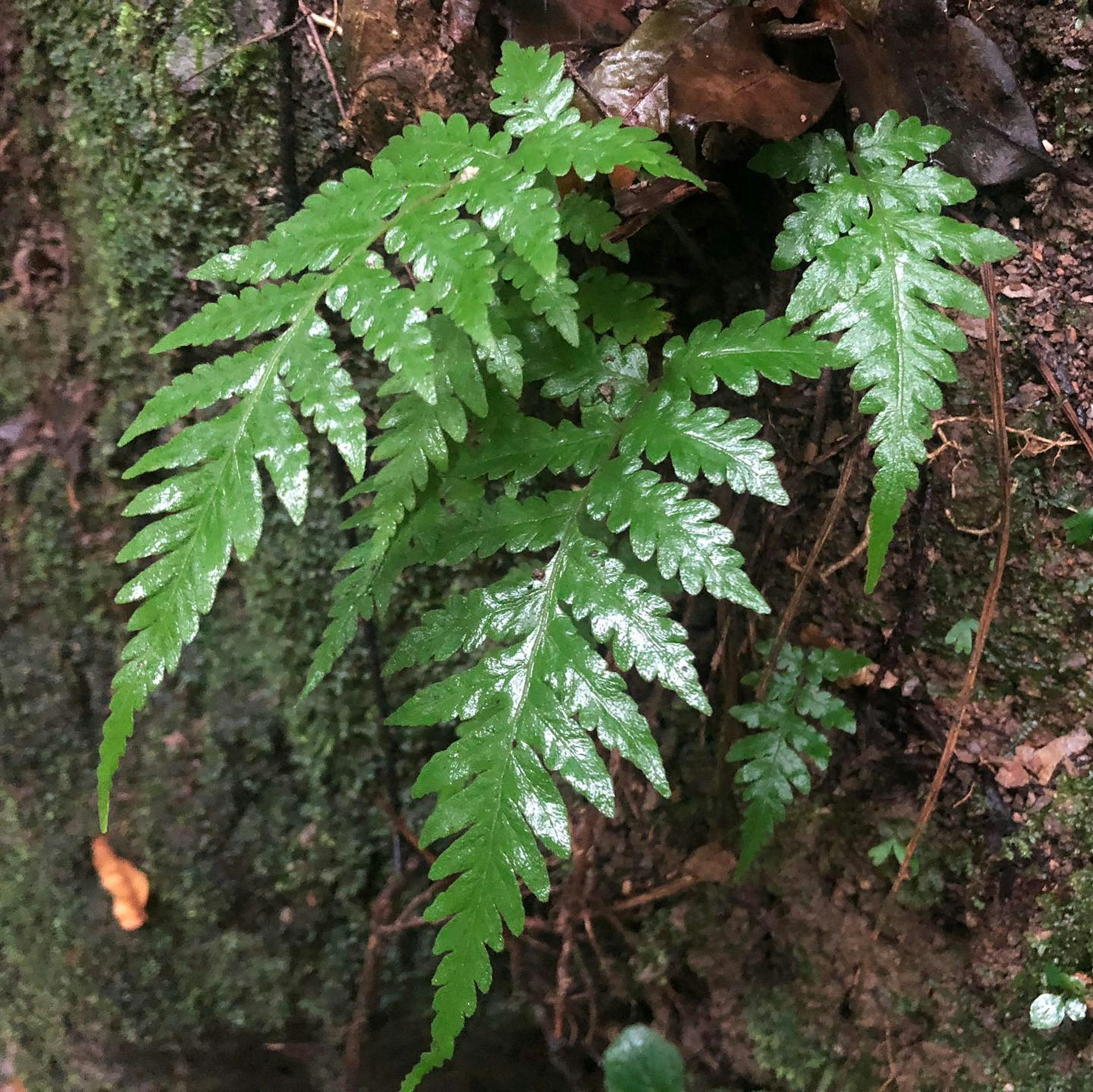 緑色のシダ植物が木の根元に生えている