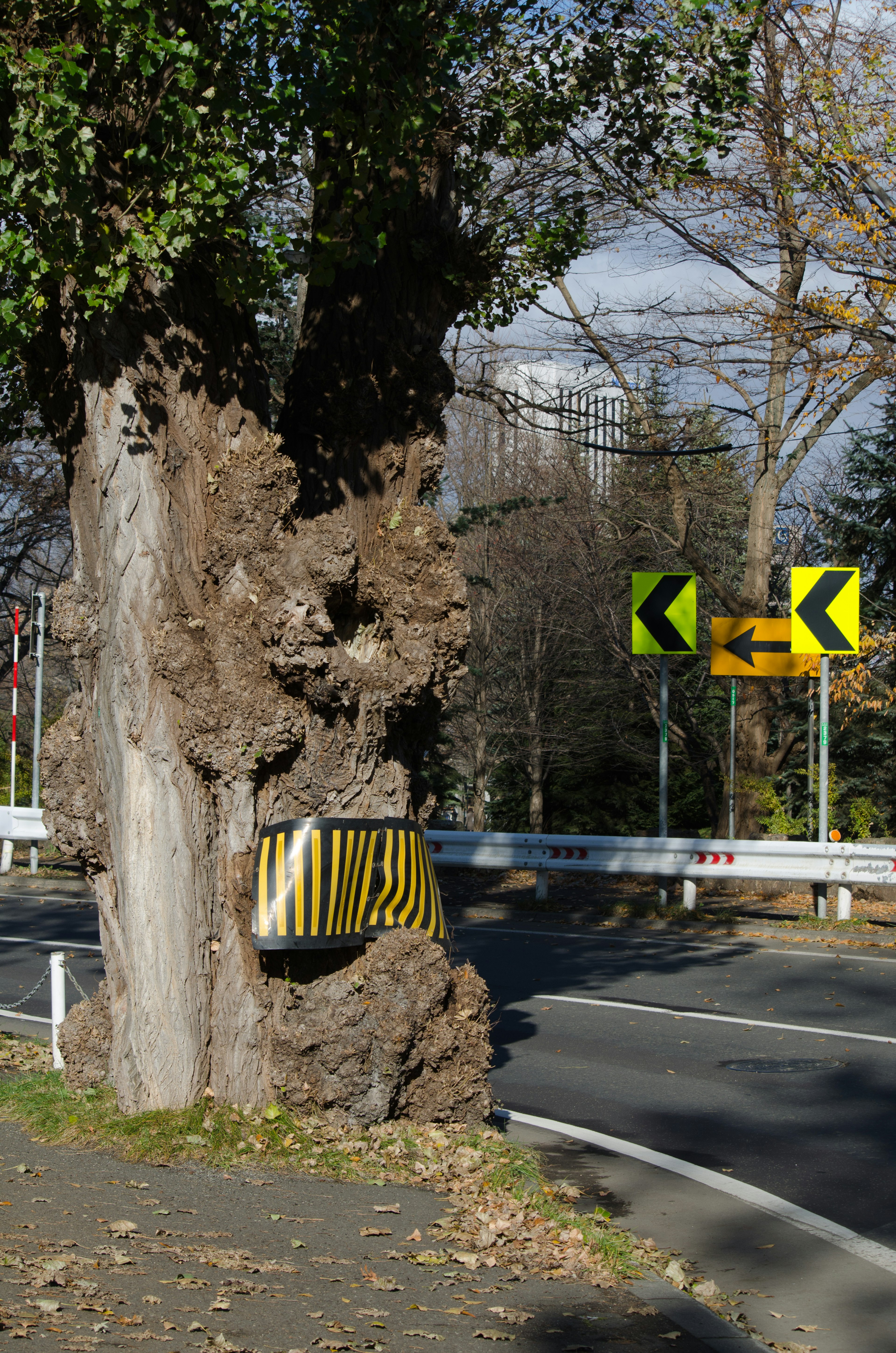 Large tree at a curve with yellow barrier