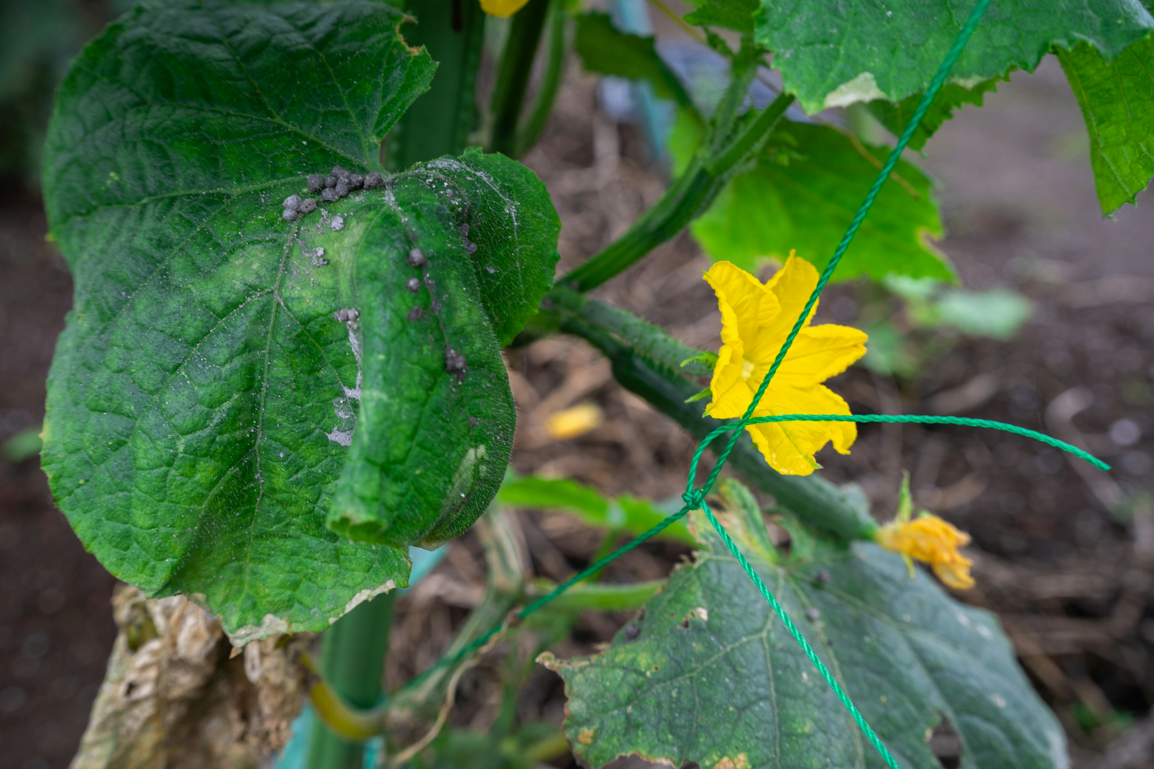 Primo piano di una pianta con foglie verdi e un fiore giallo