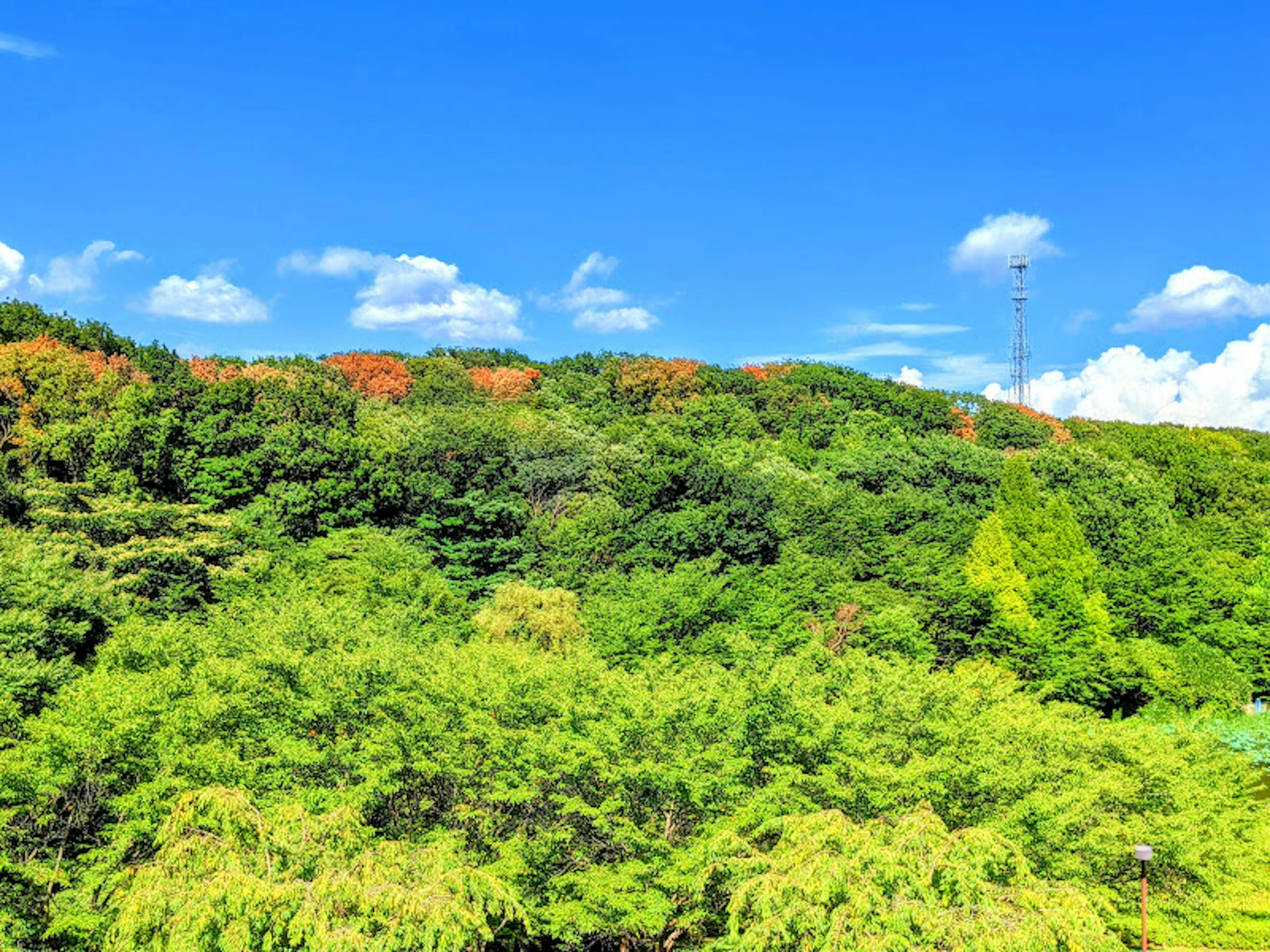 Landschaft mit üppigen grünen Bäumen unter einem blauen Himmel